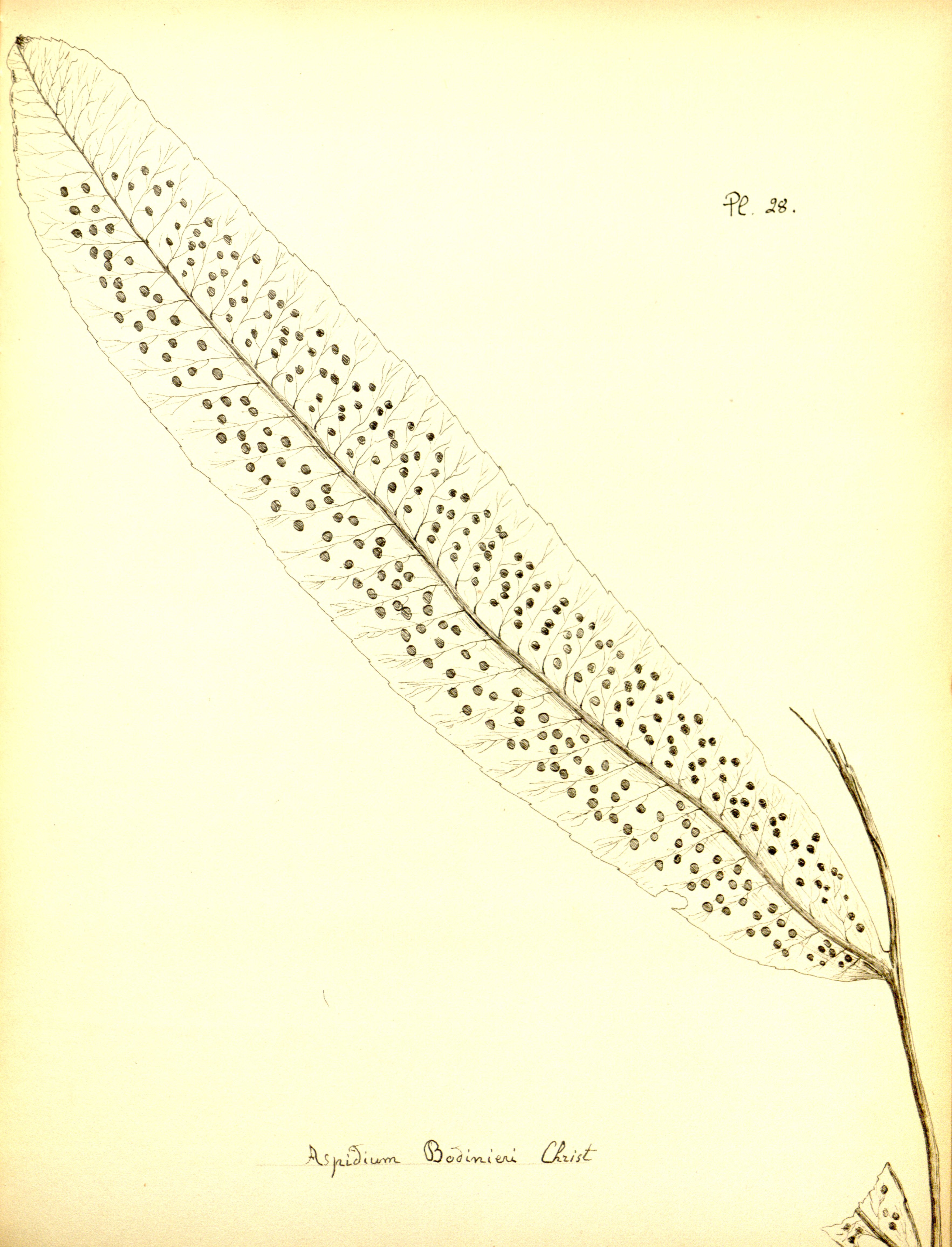 no full size  illustration available (3a)