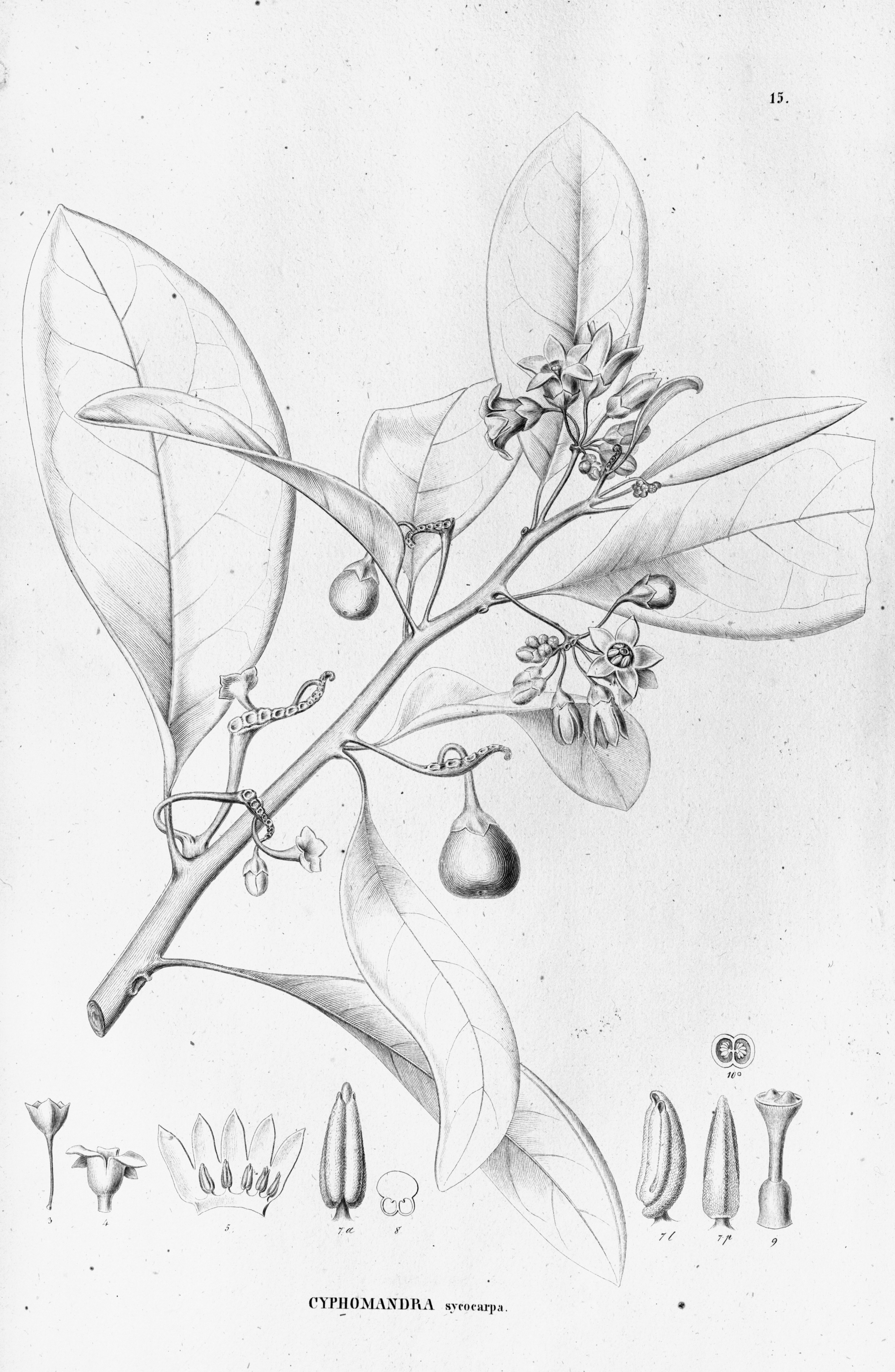 no full size  illustration available (3a)