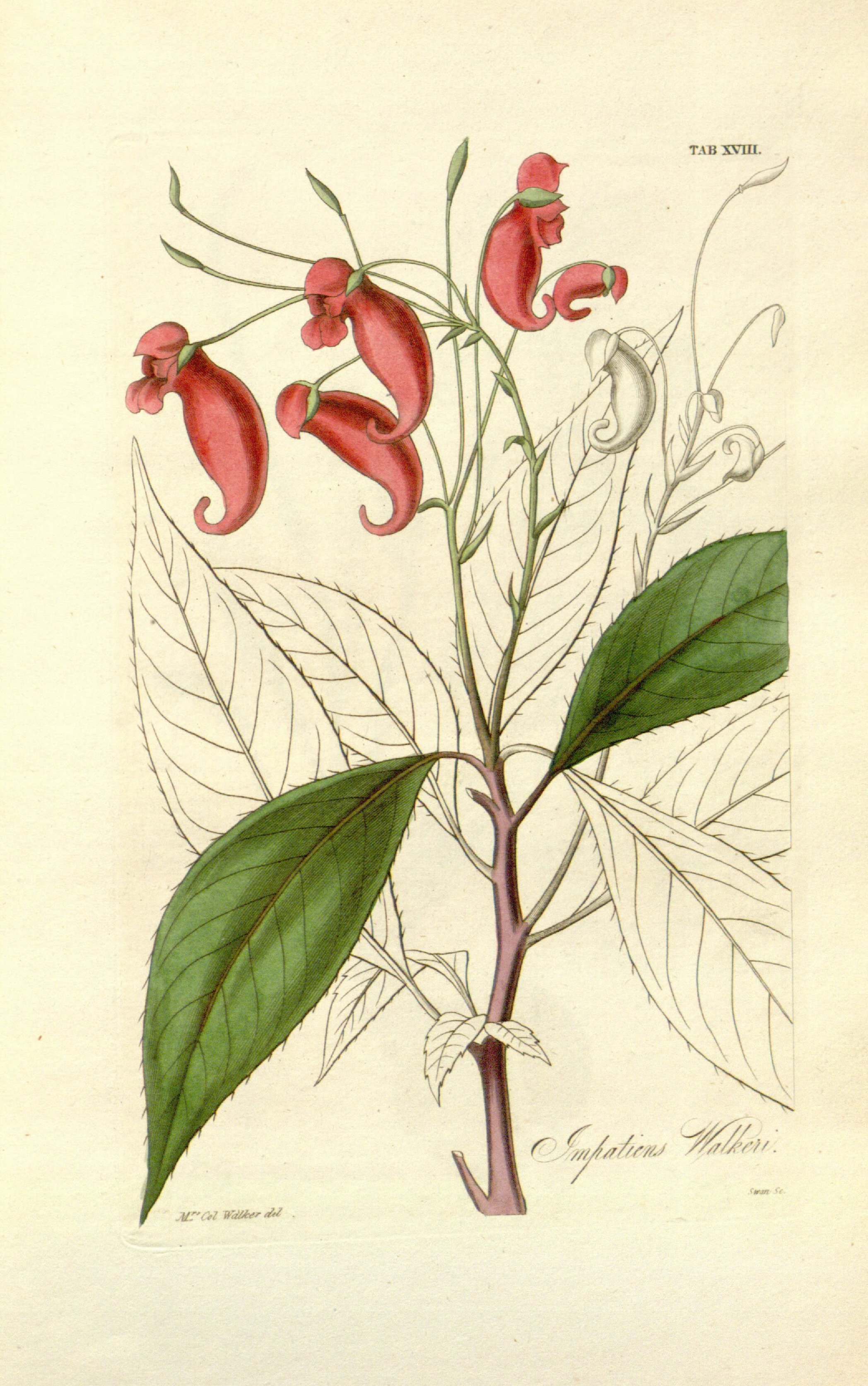 no full size  illustration available (3a)