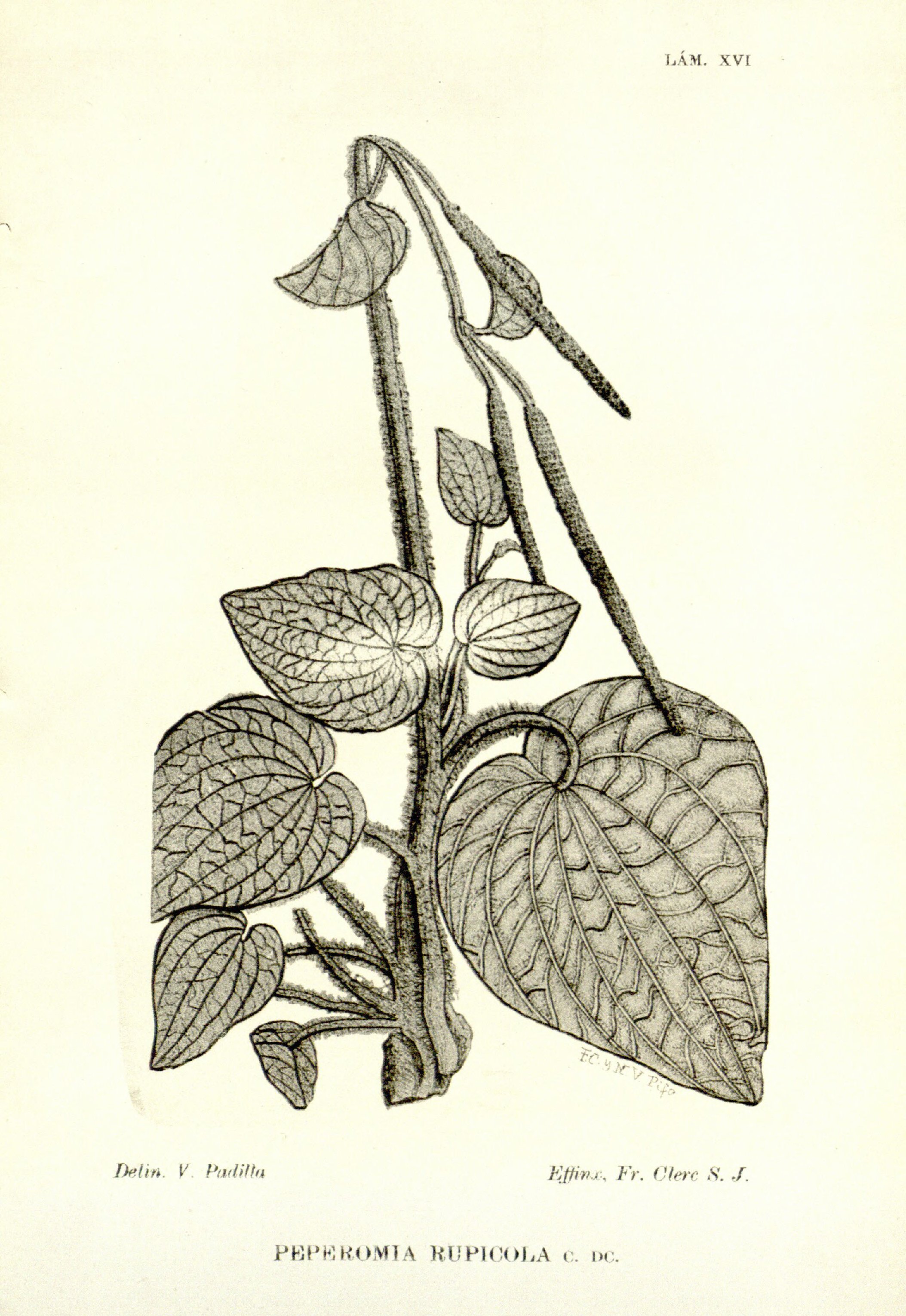 no full size  illustration available (3a)