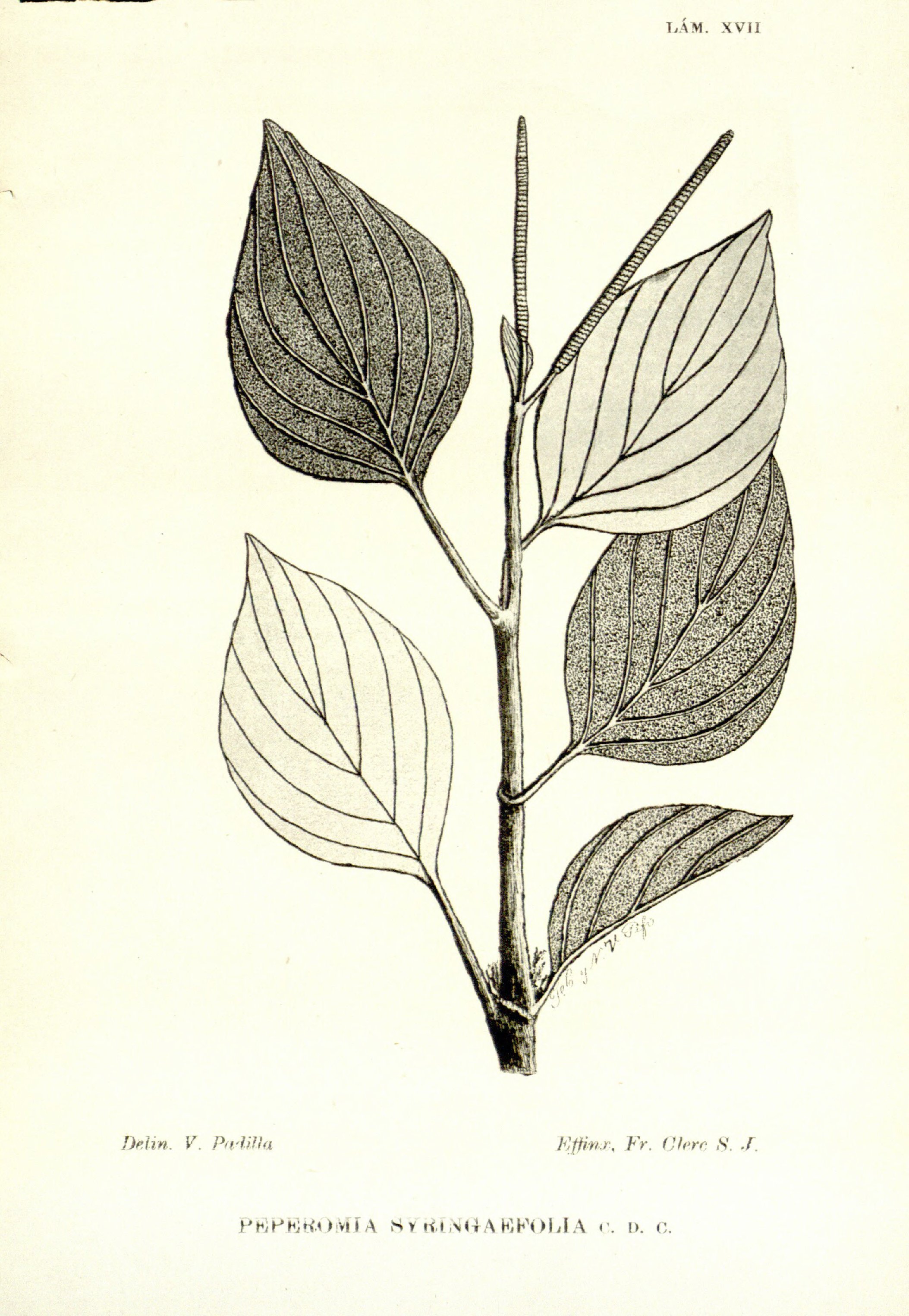 no full size  illustration available (3a)