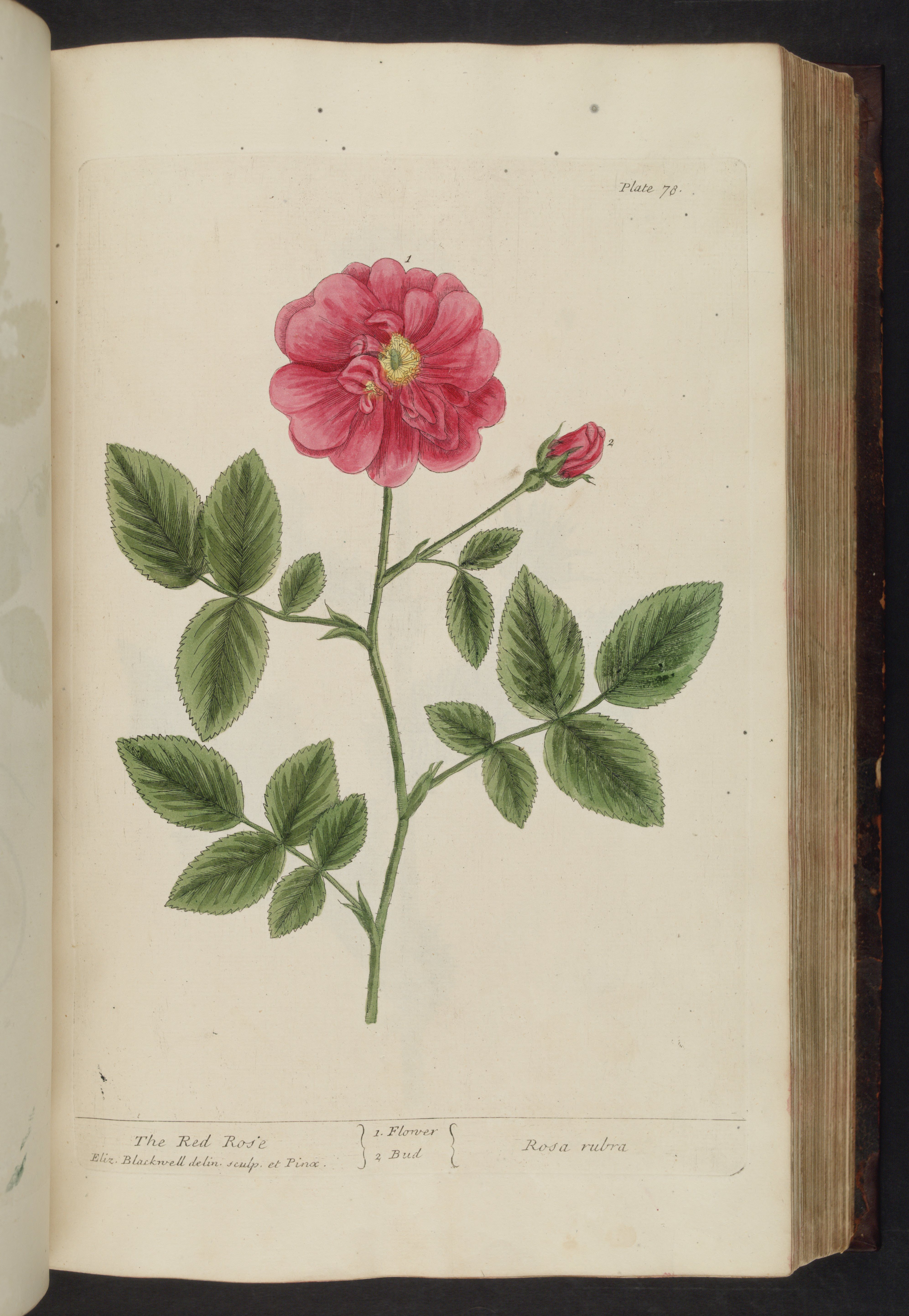 no full size  illustration available (3a)