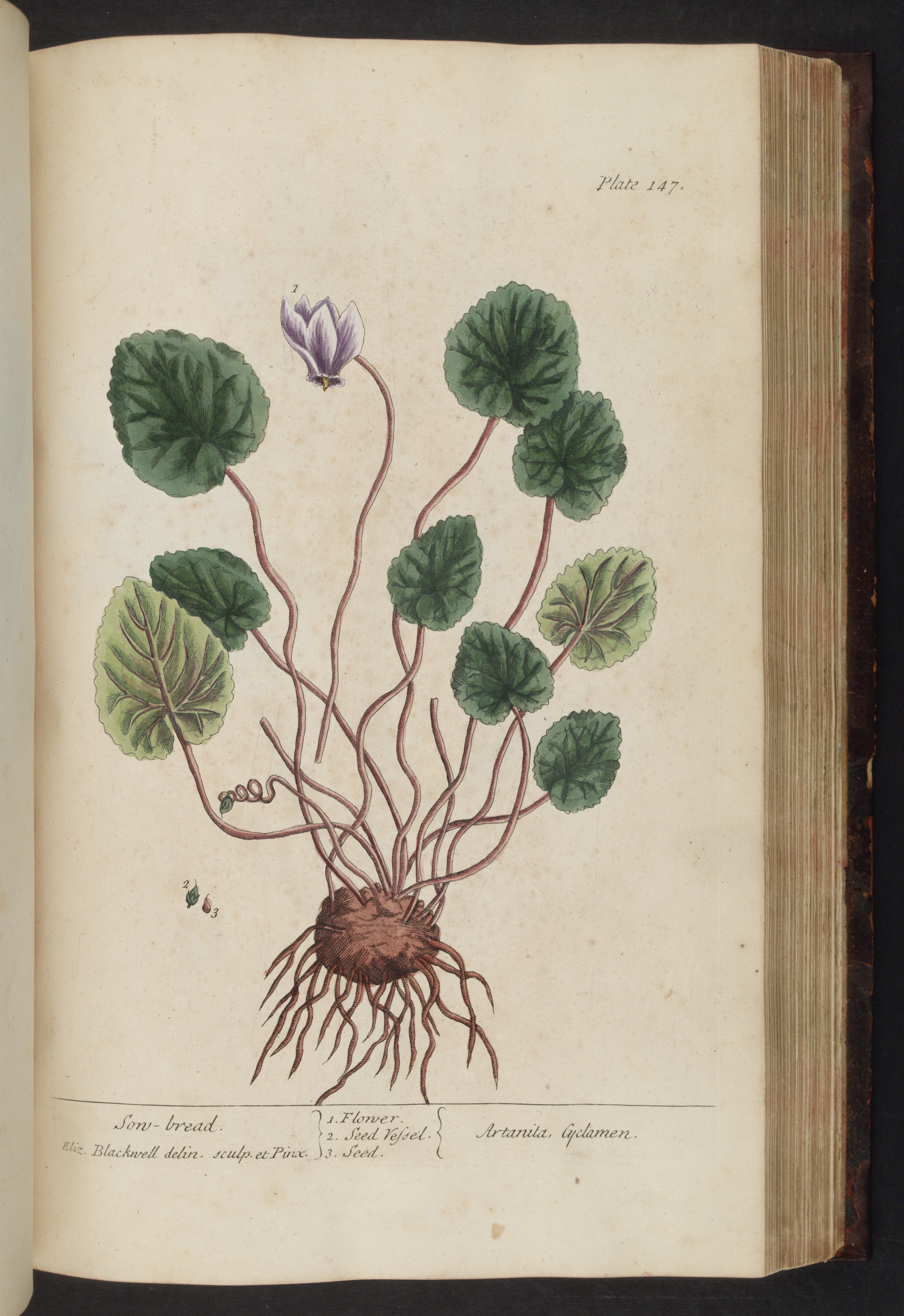 no full size  illustration available (3a)