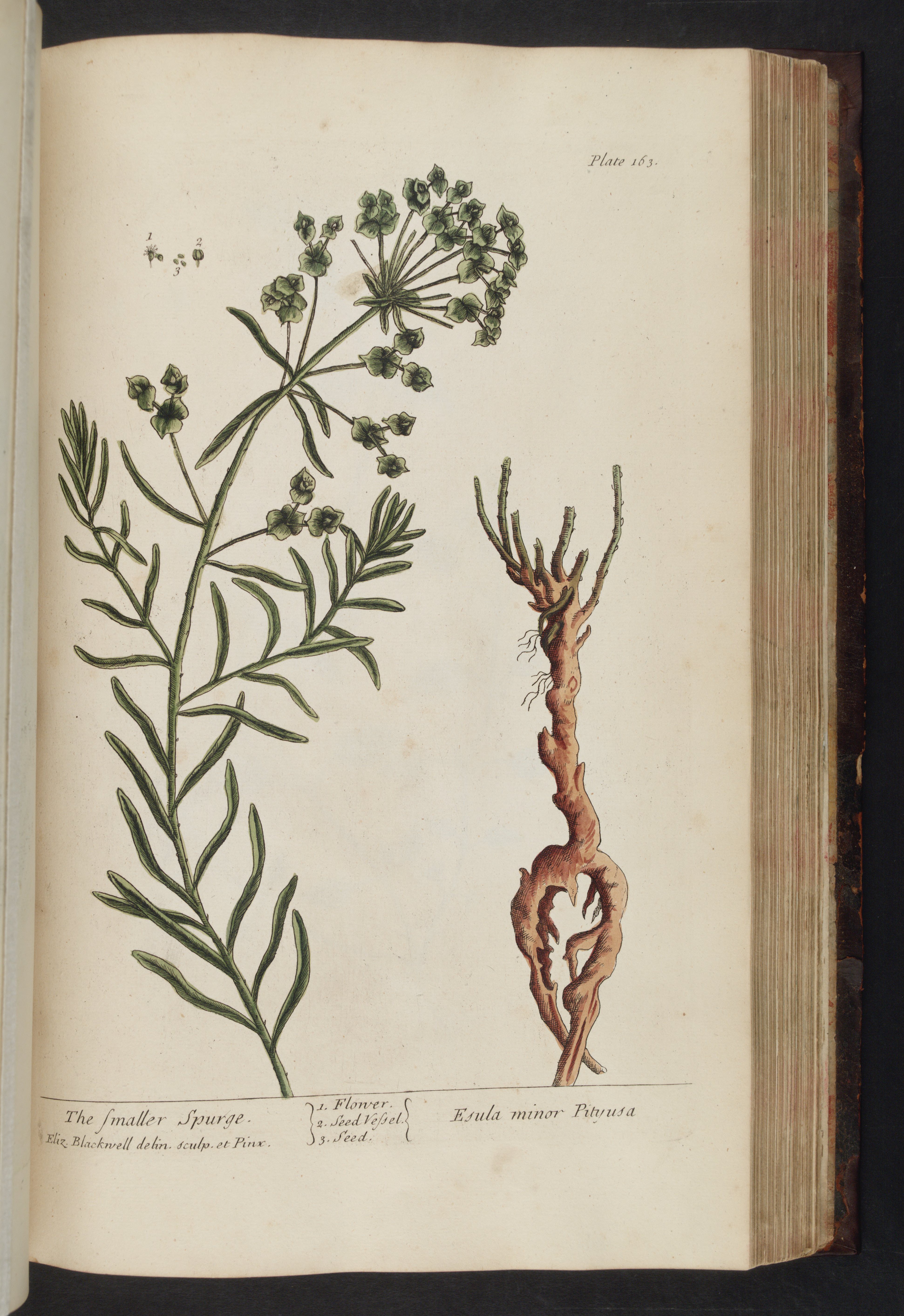 no full size  illustration available (3a)