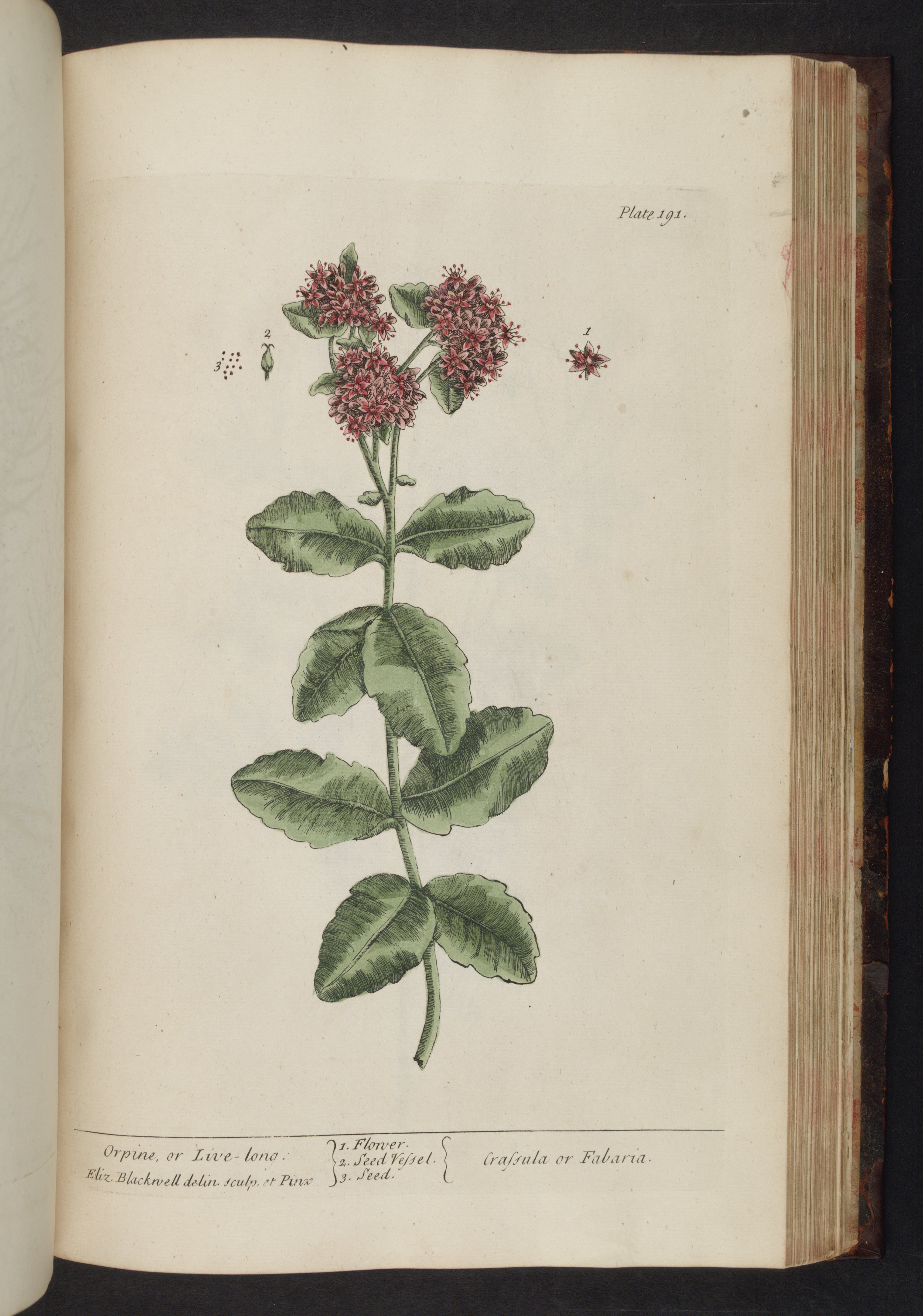 no full size  illustration available (3a)