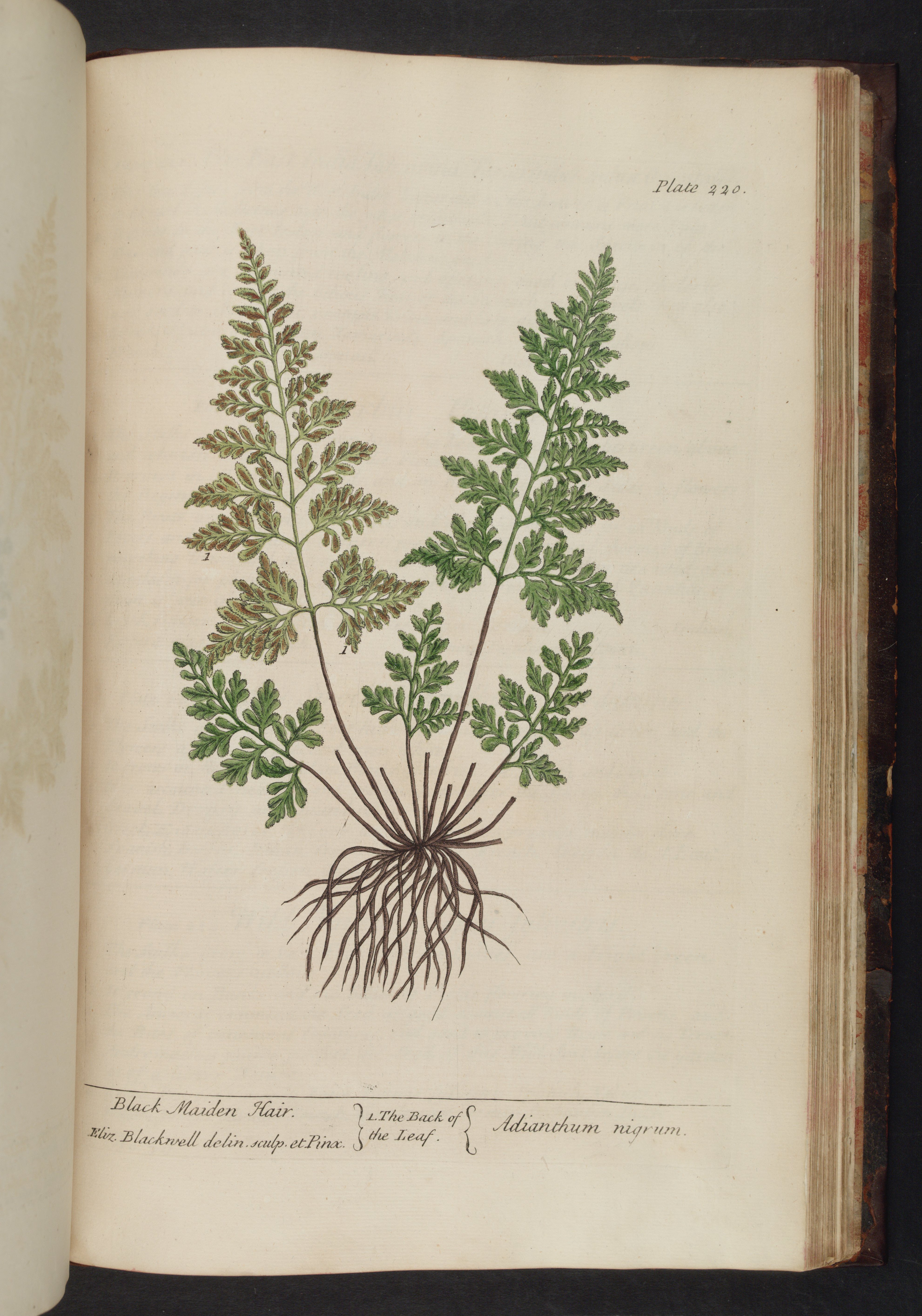 no full size  illustration available (3a)