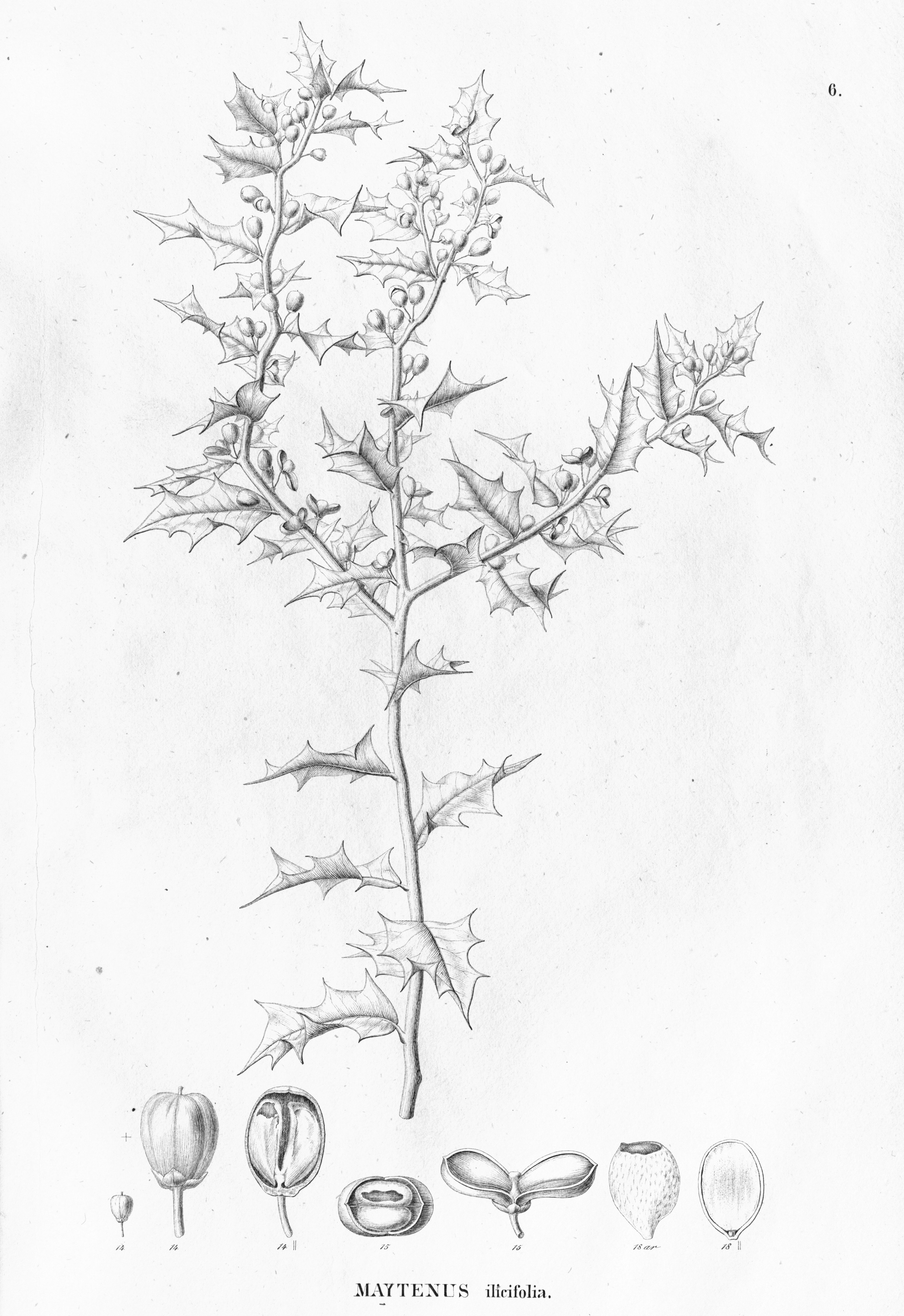 no full size  illustration available (3a)