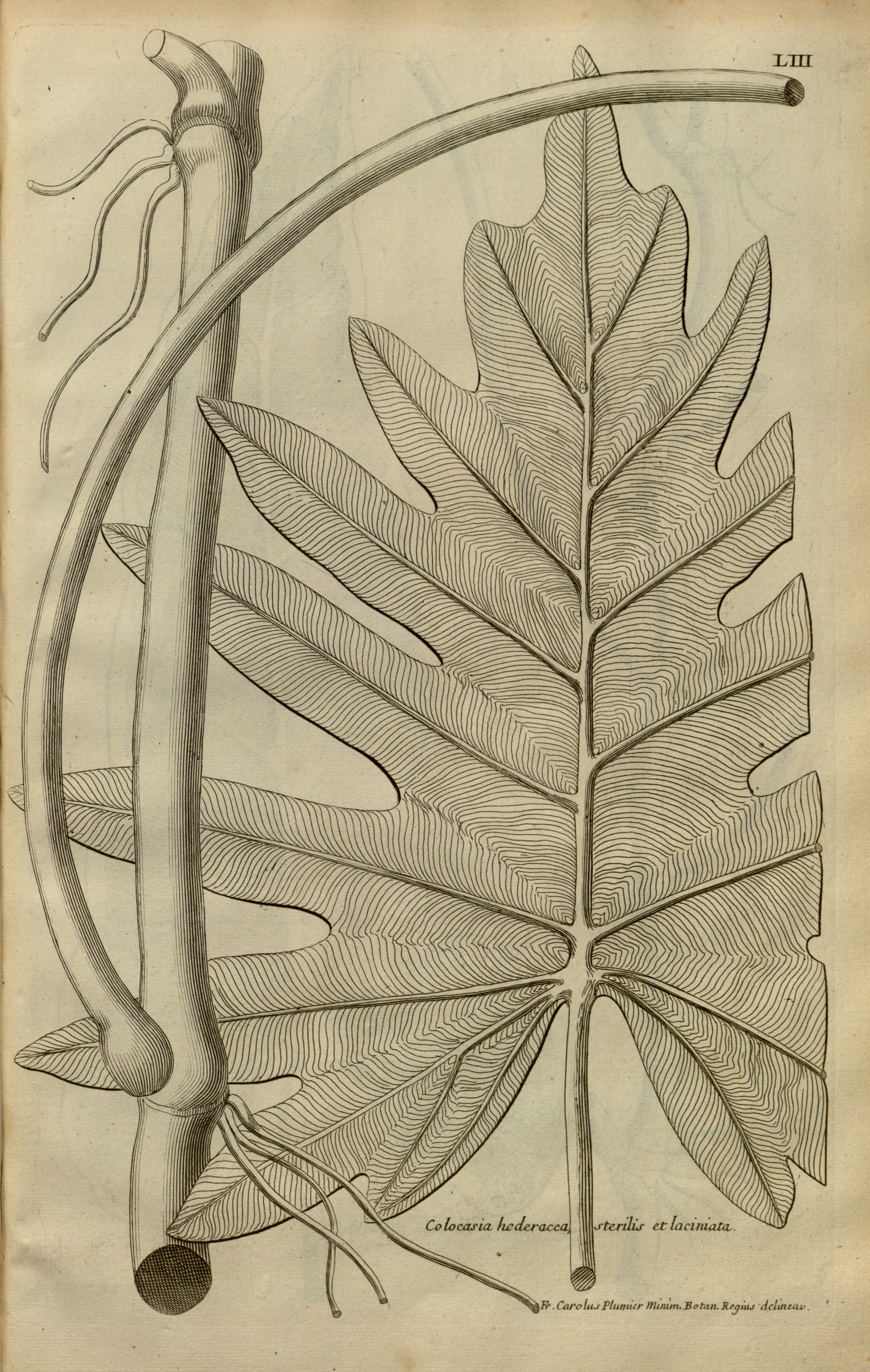 no full size  illustration available (3a)