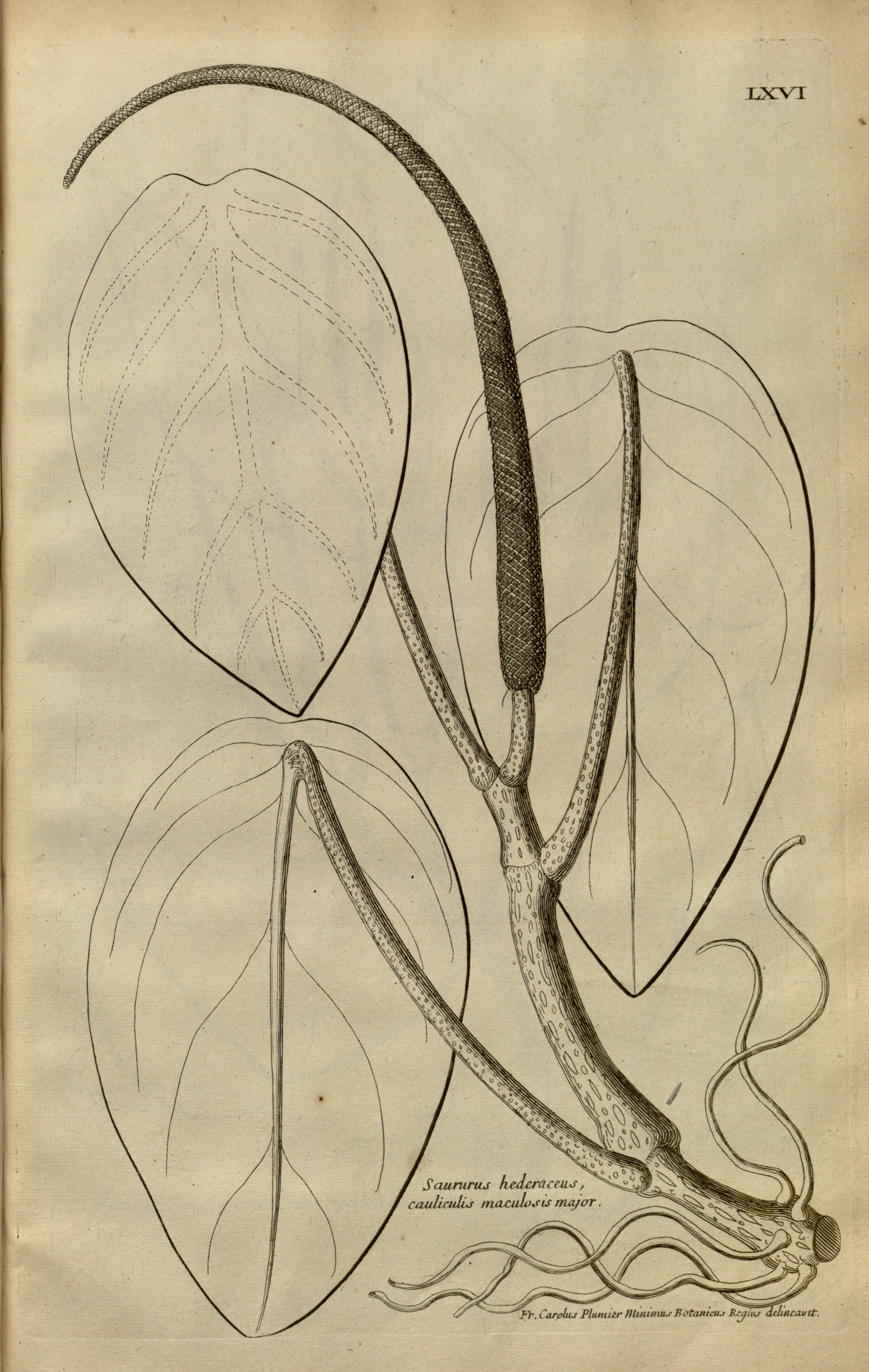 no full size  illustration available (3a)