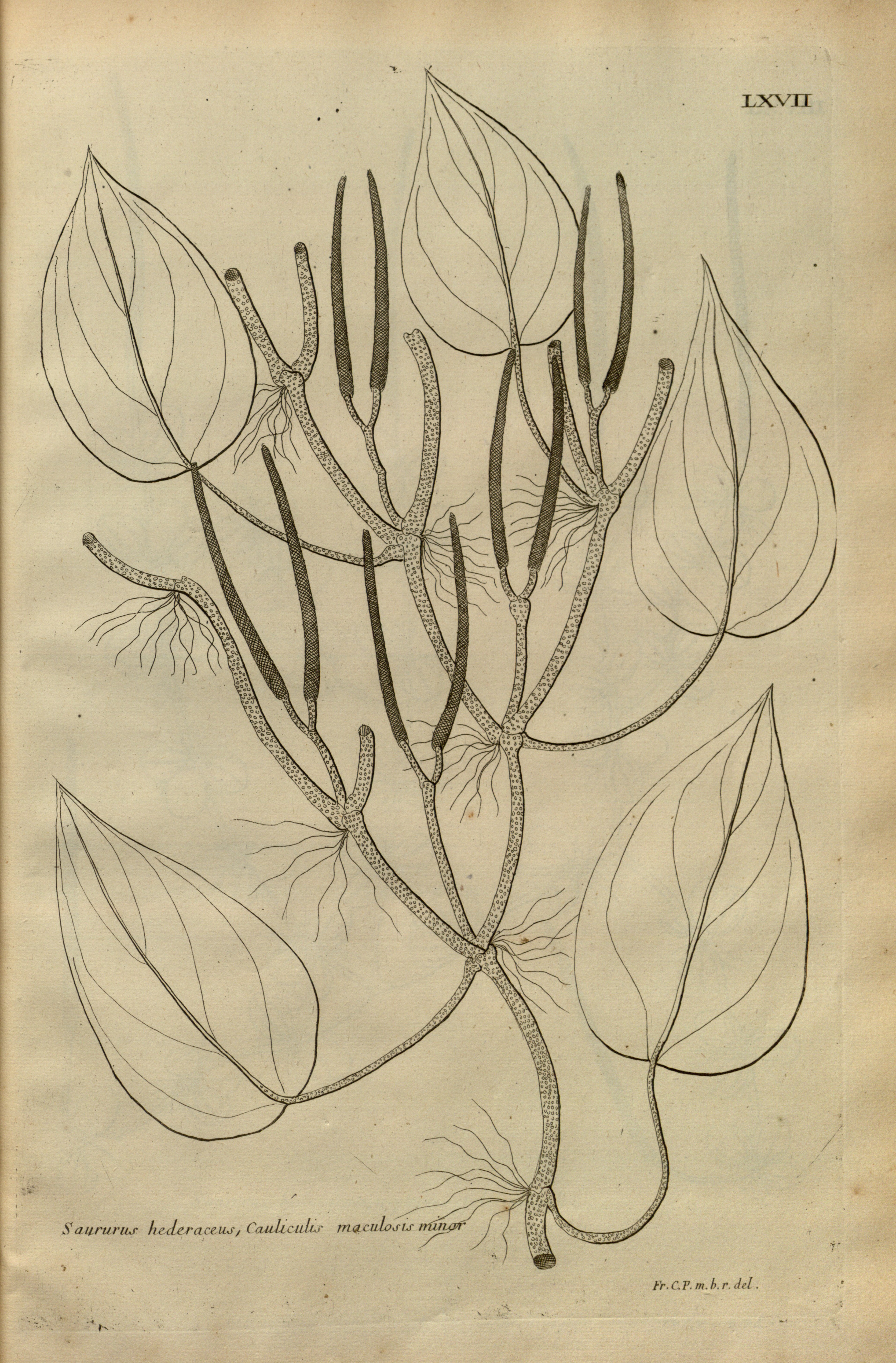 no full size  illustration available (3a)