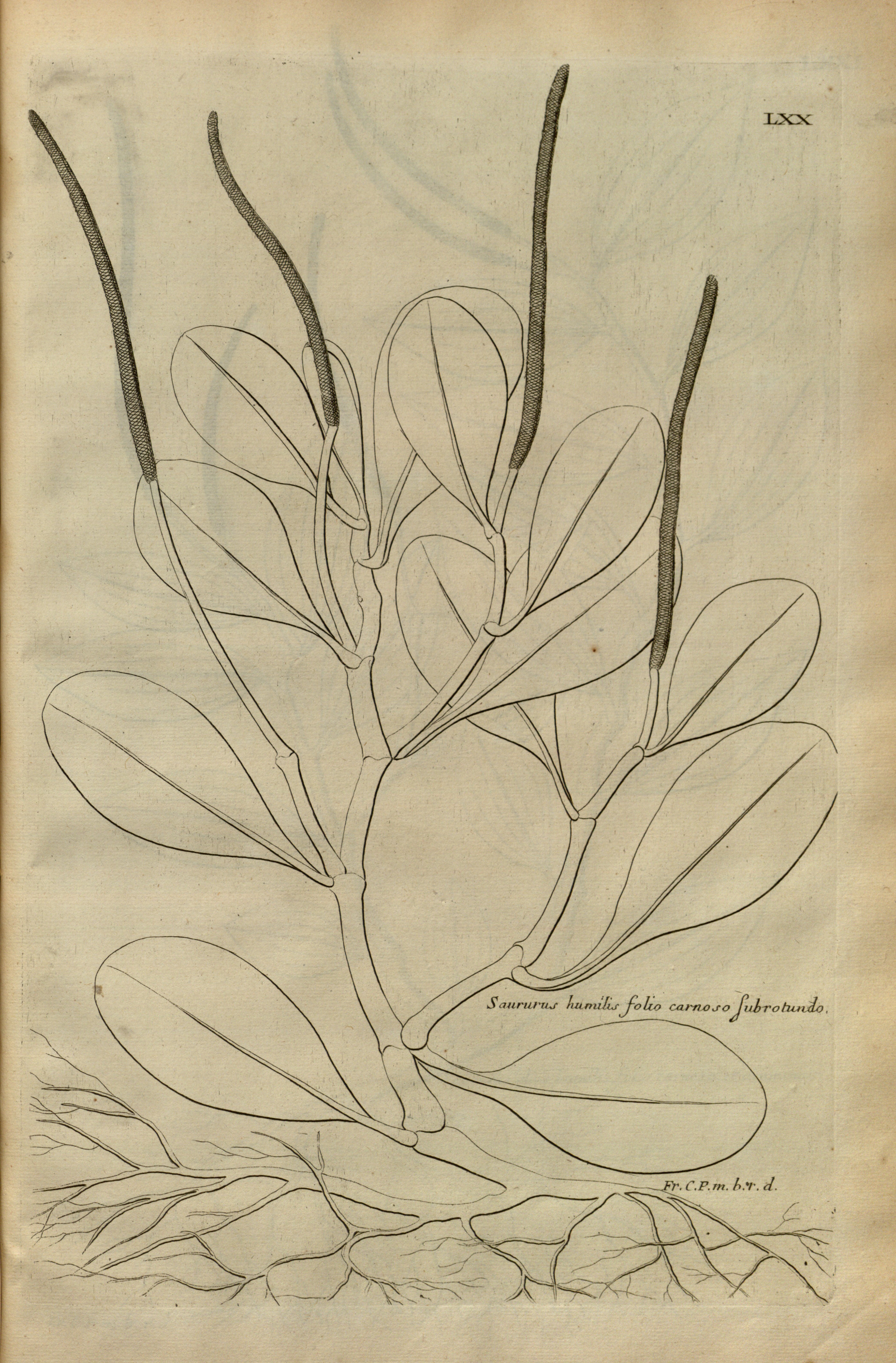 no full size  illustration available (3a)