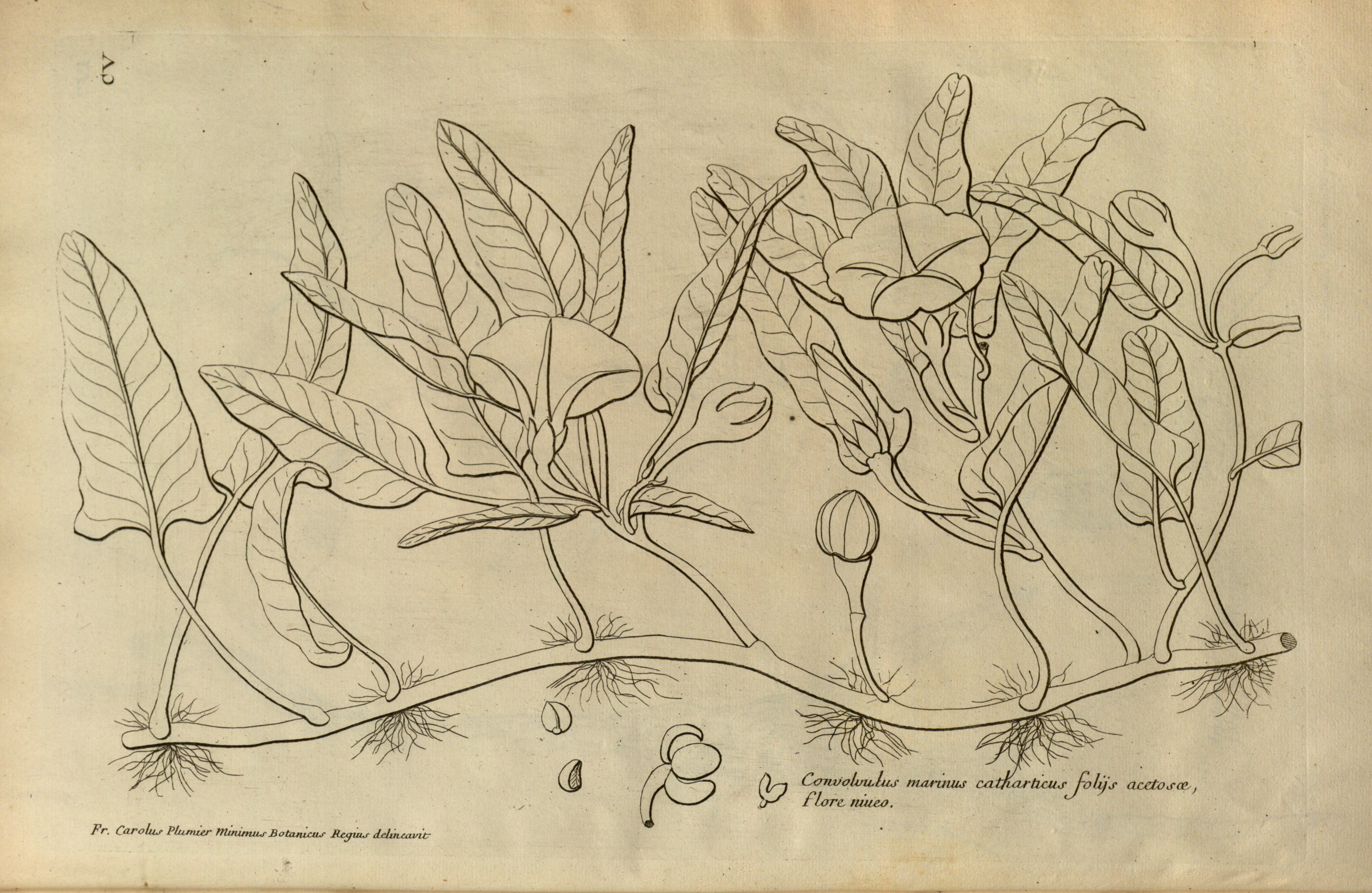 no full size  illustration available (3a)