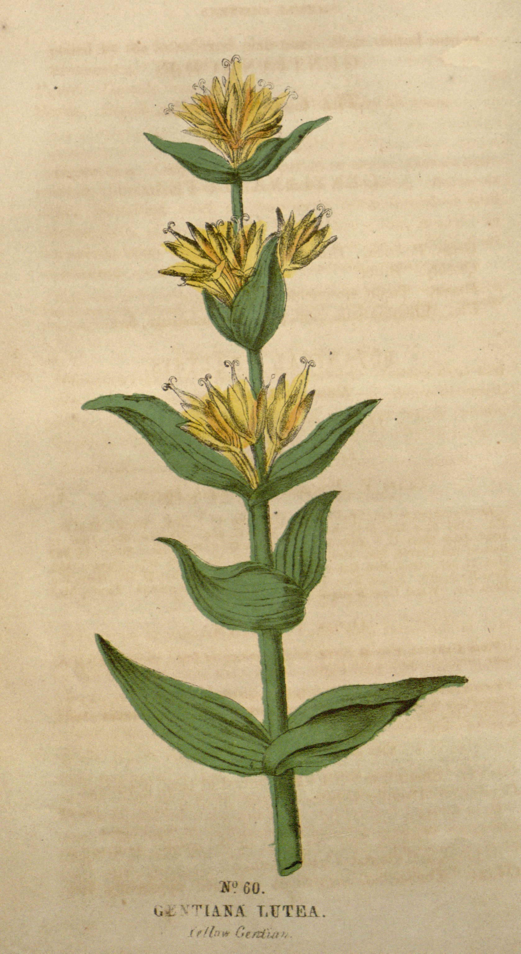 no full size  illustration available (3a)