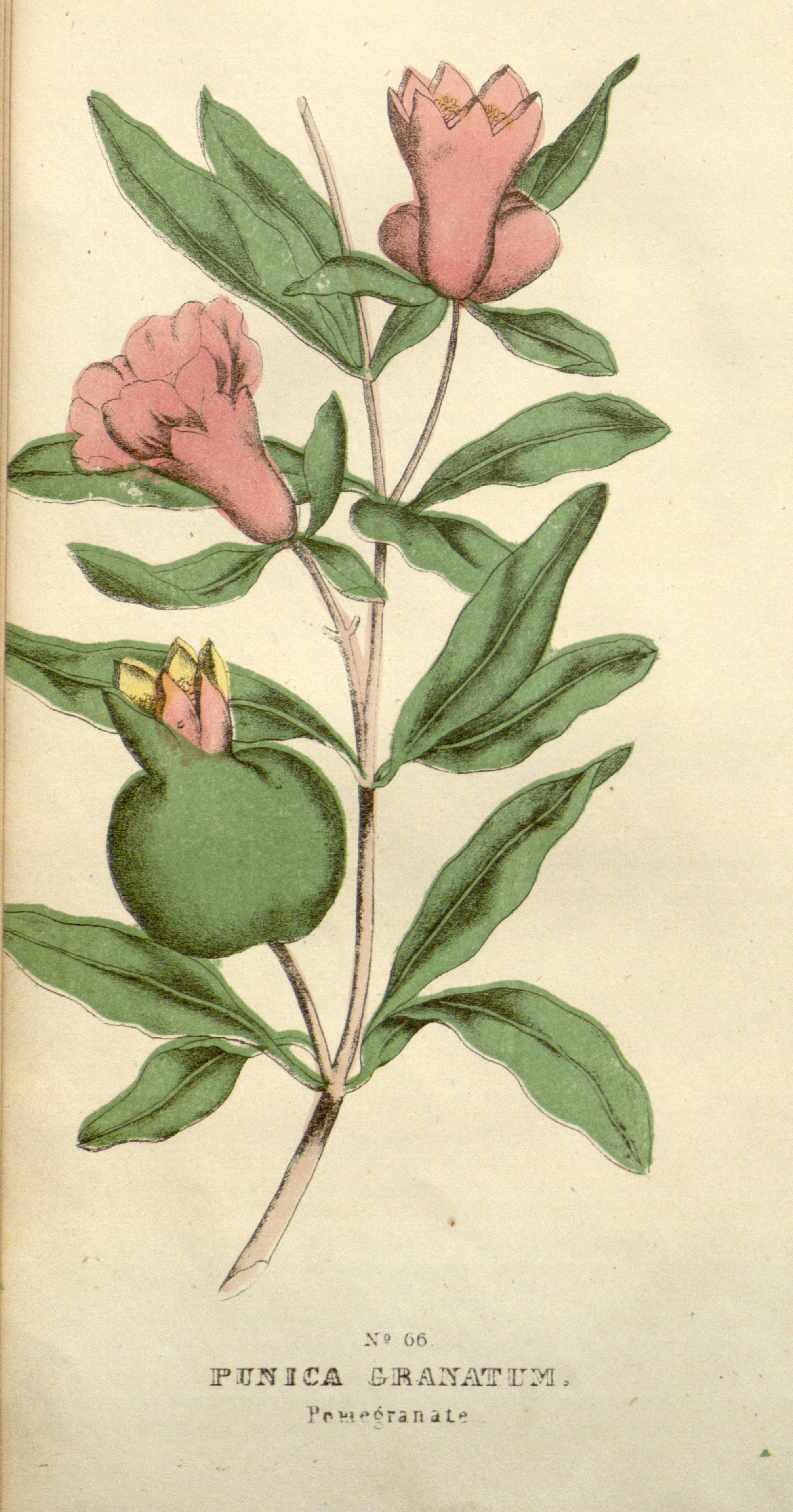 no full size  illustration available (3a)