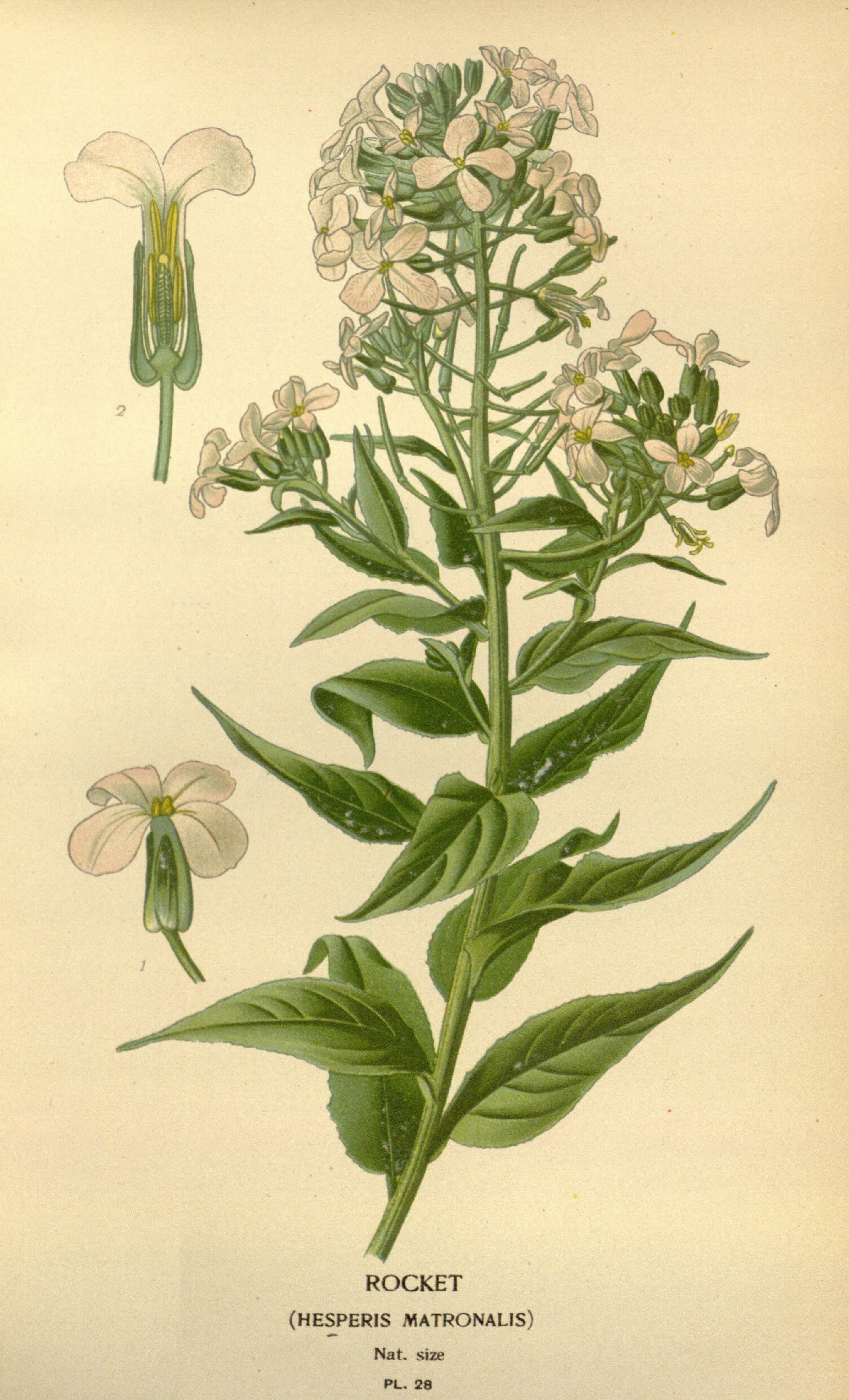 no full size  illustration available (3a)