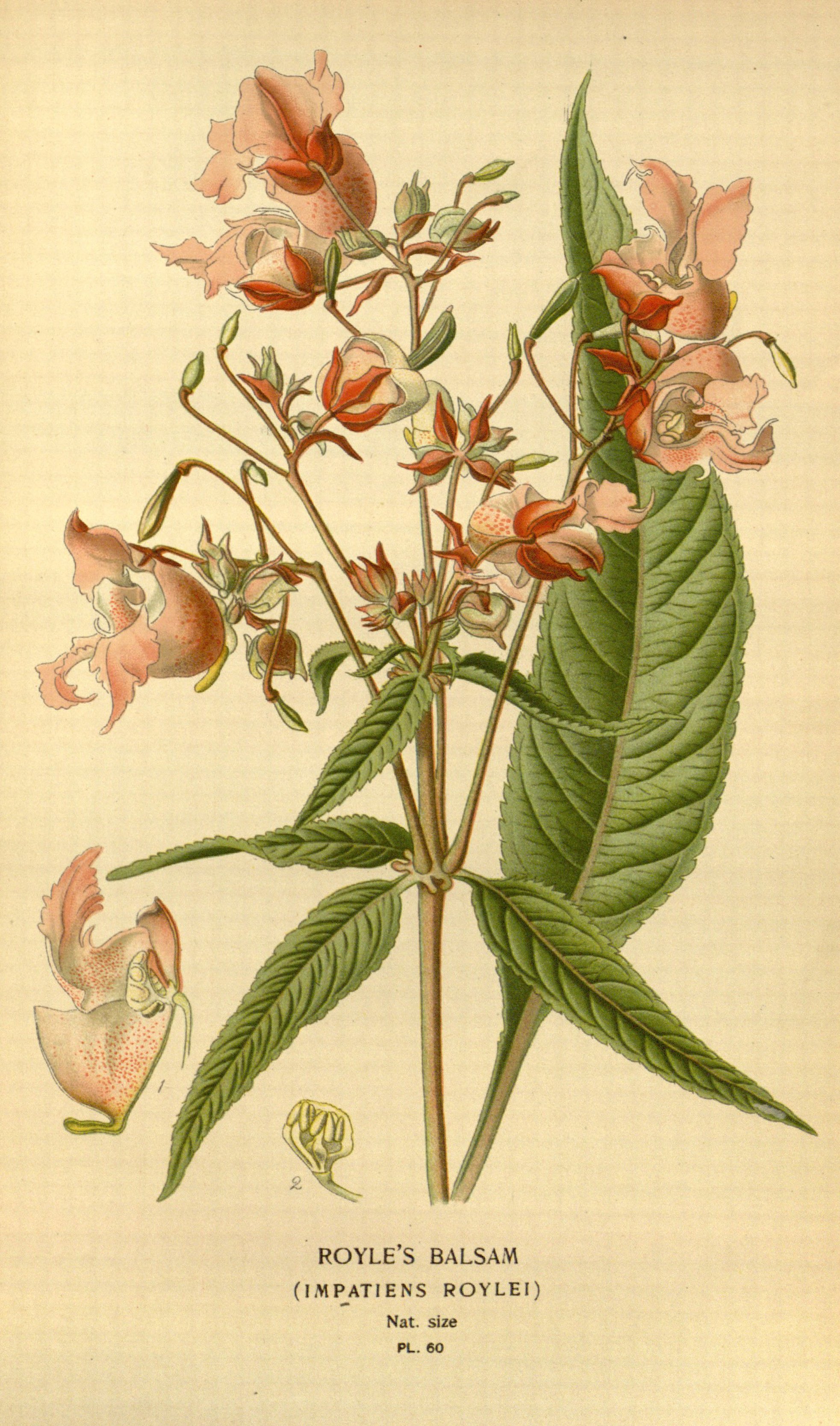 no full size  illustration available (3a)