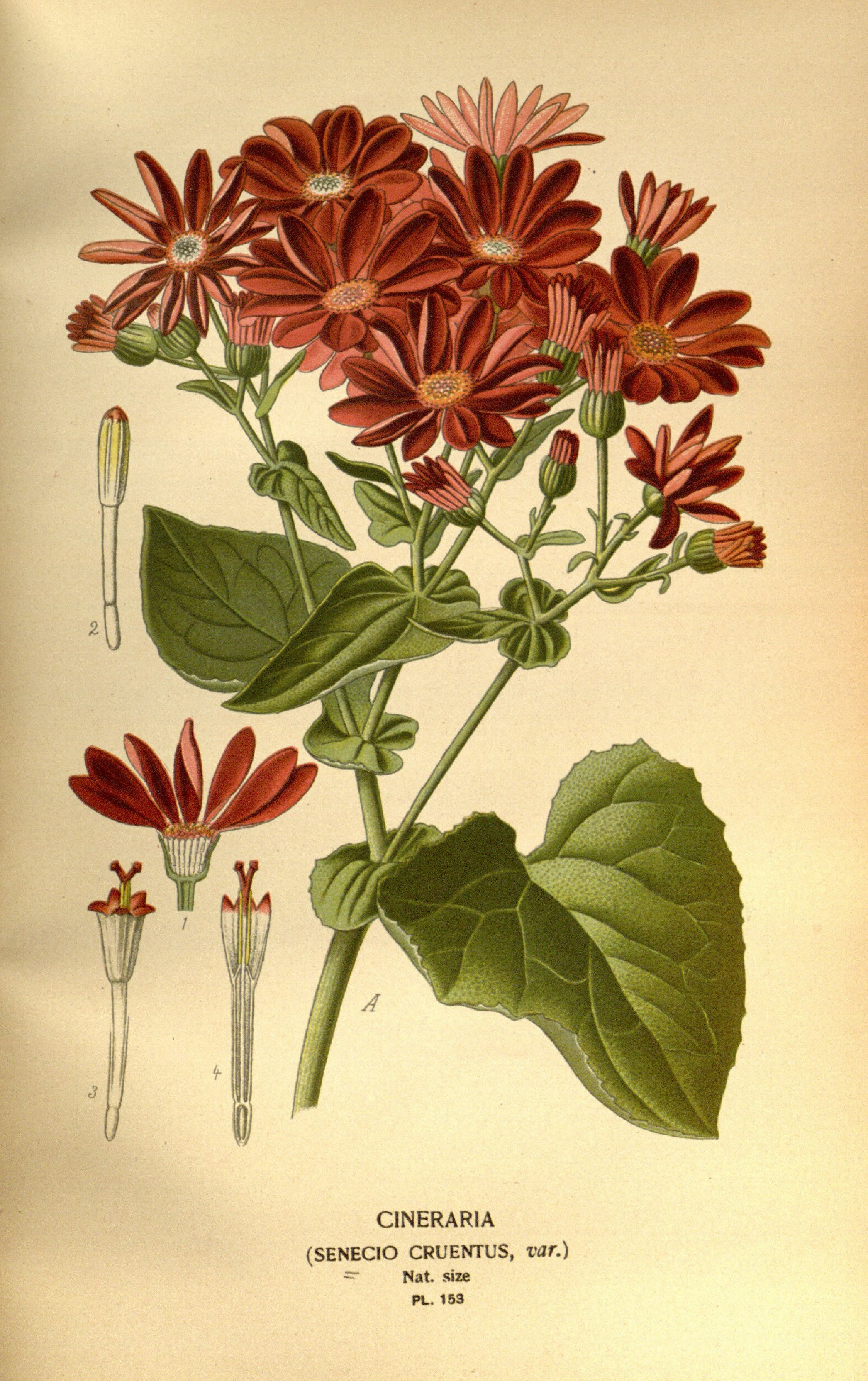 no full size  illustration available (3a)