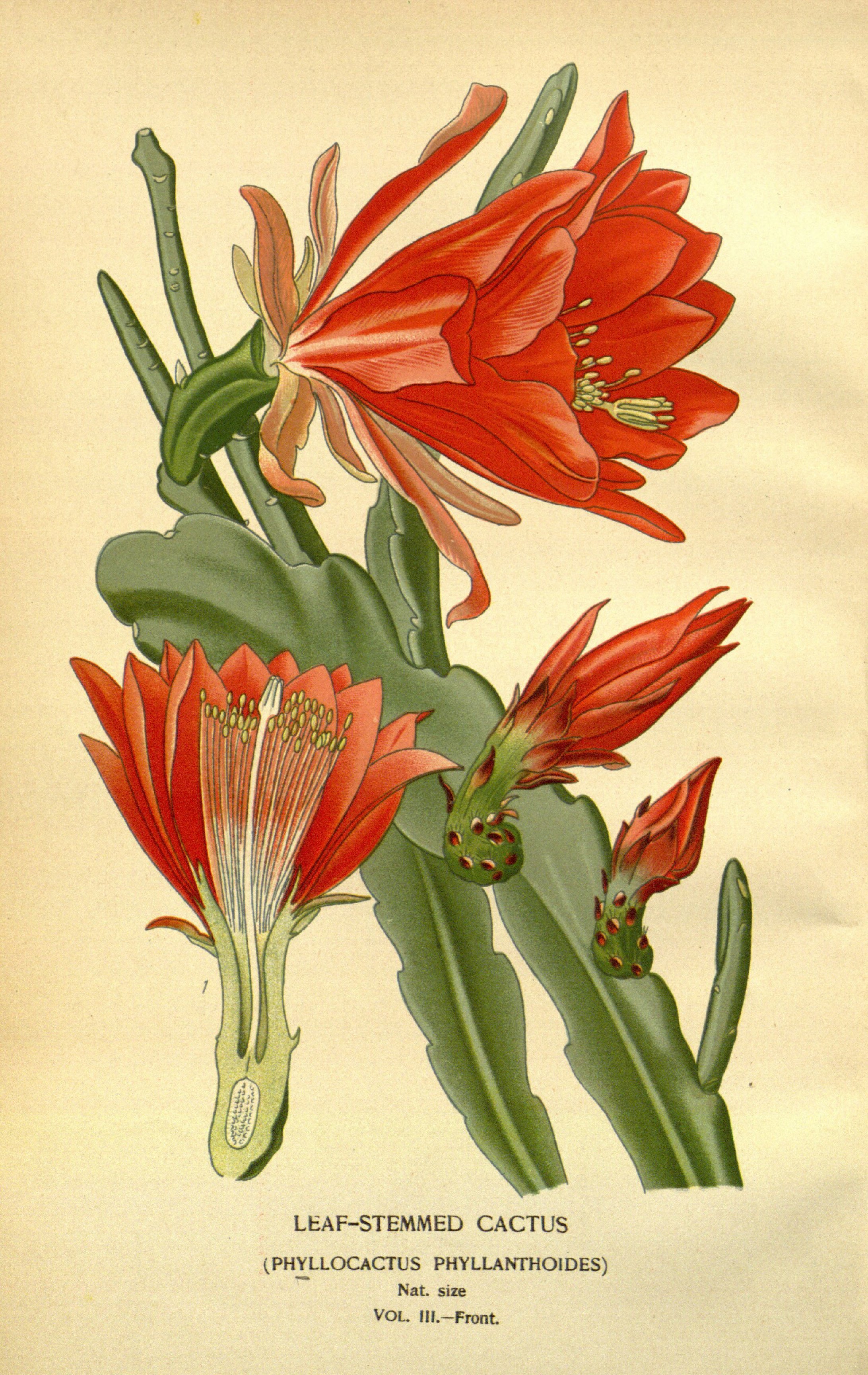 no full size  illustration available (3a)