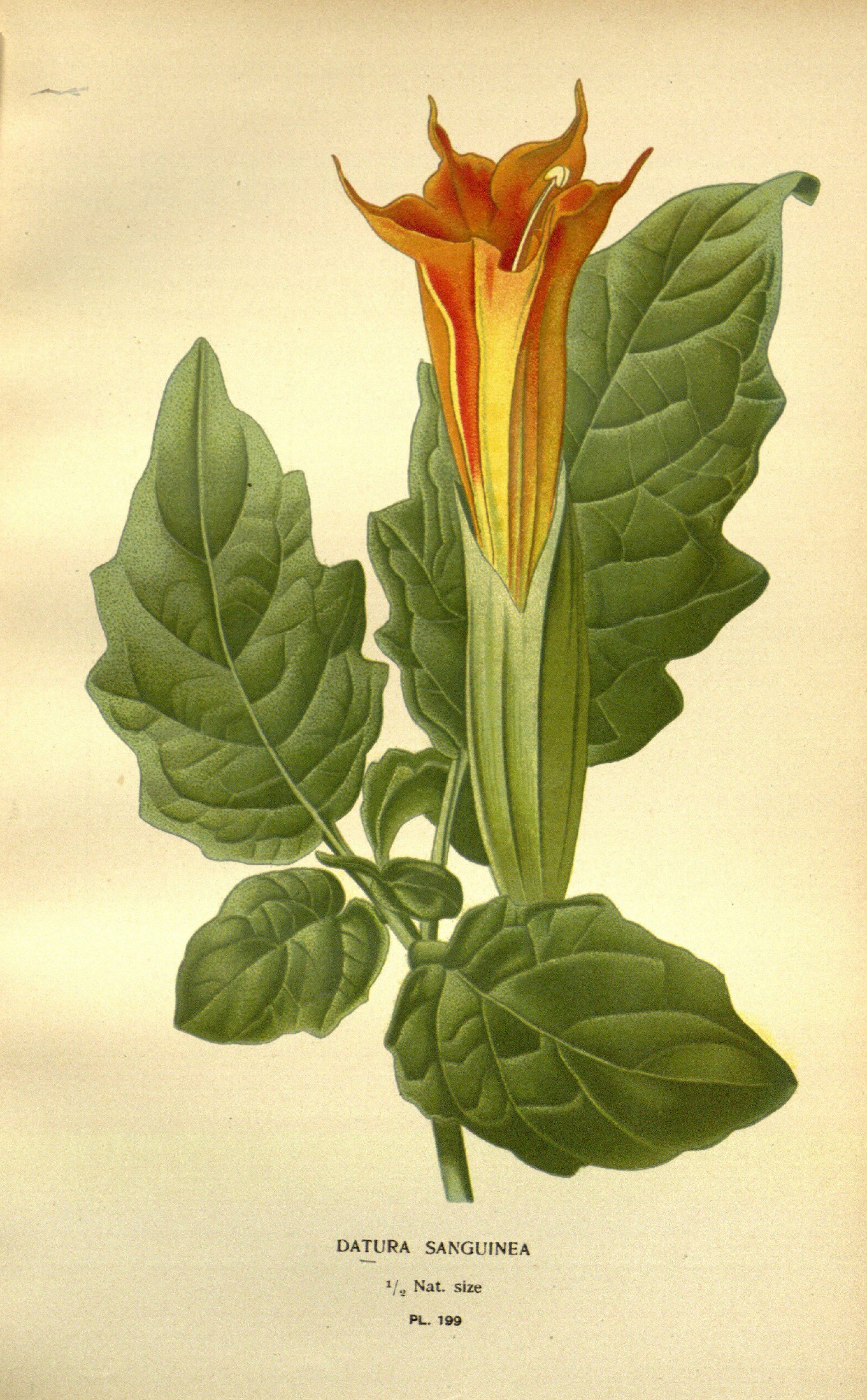 no full size  illustration available (3a)