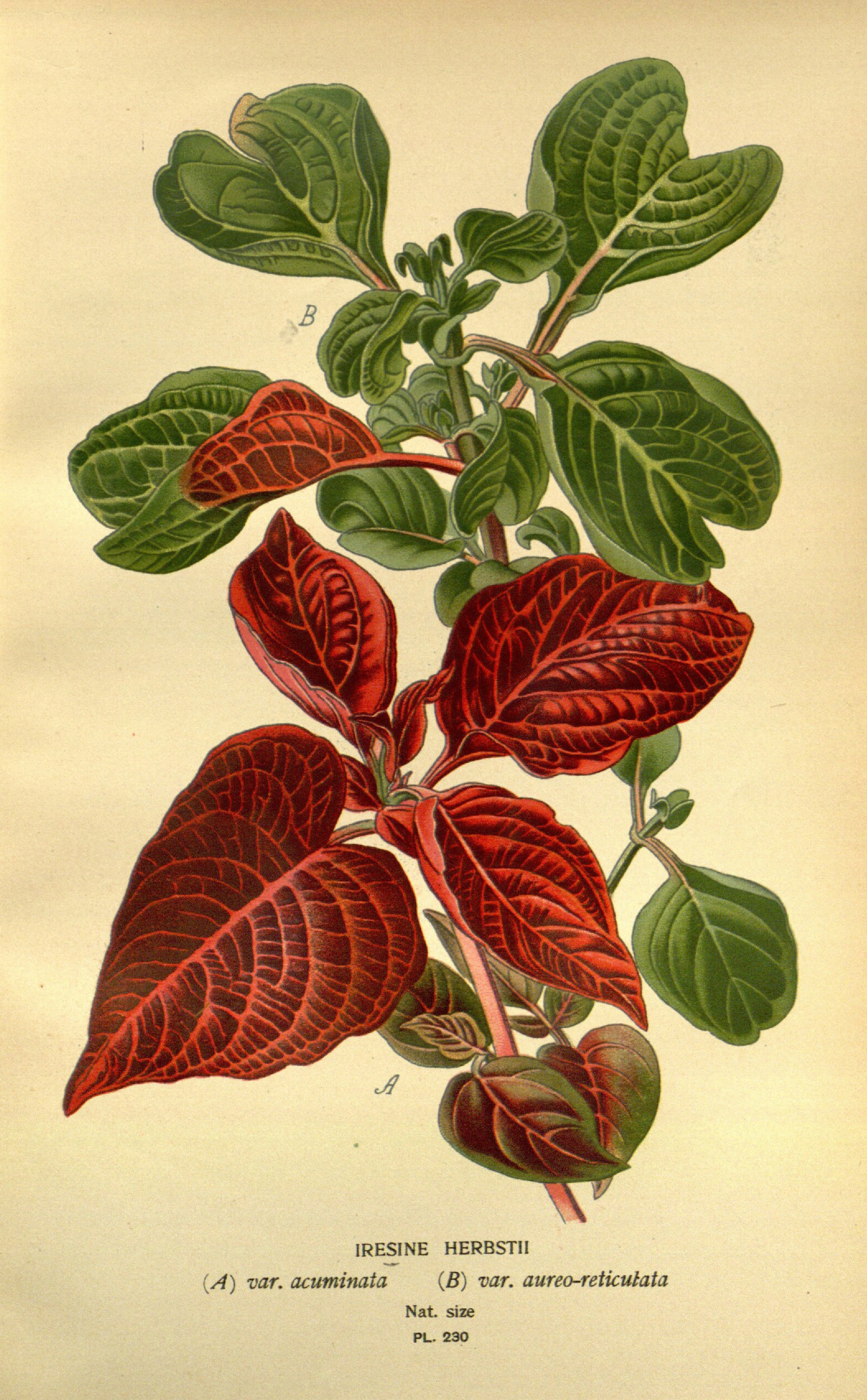 no full size  illustration available (3a)