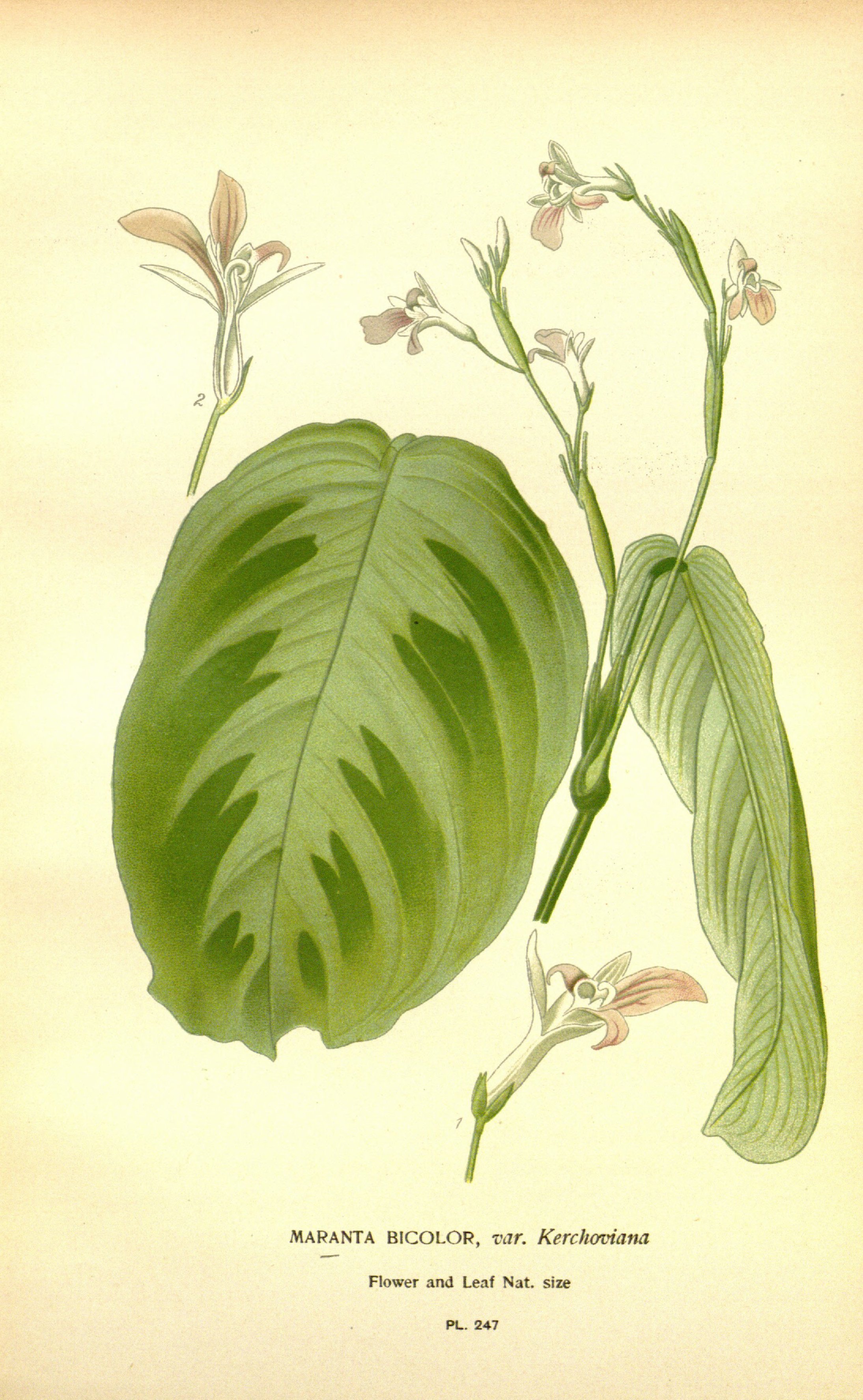 no full size  illustration available (3a)