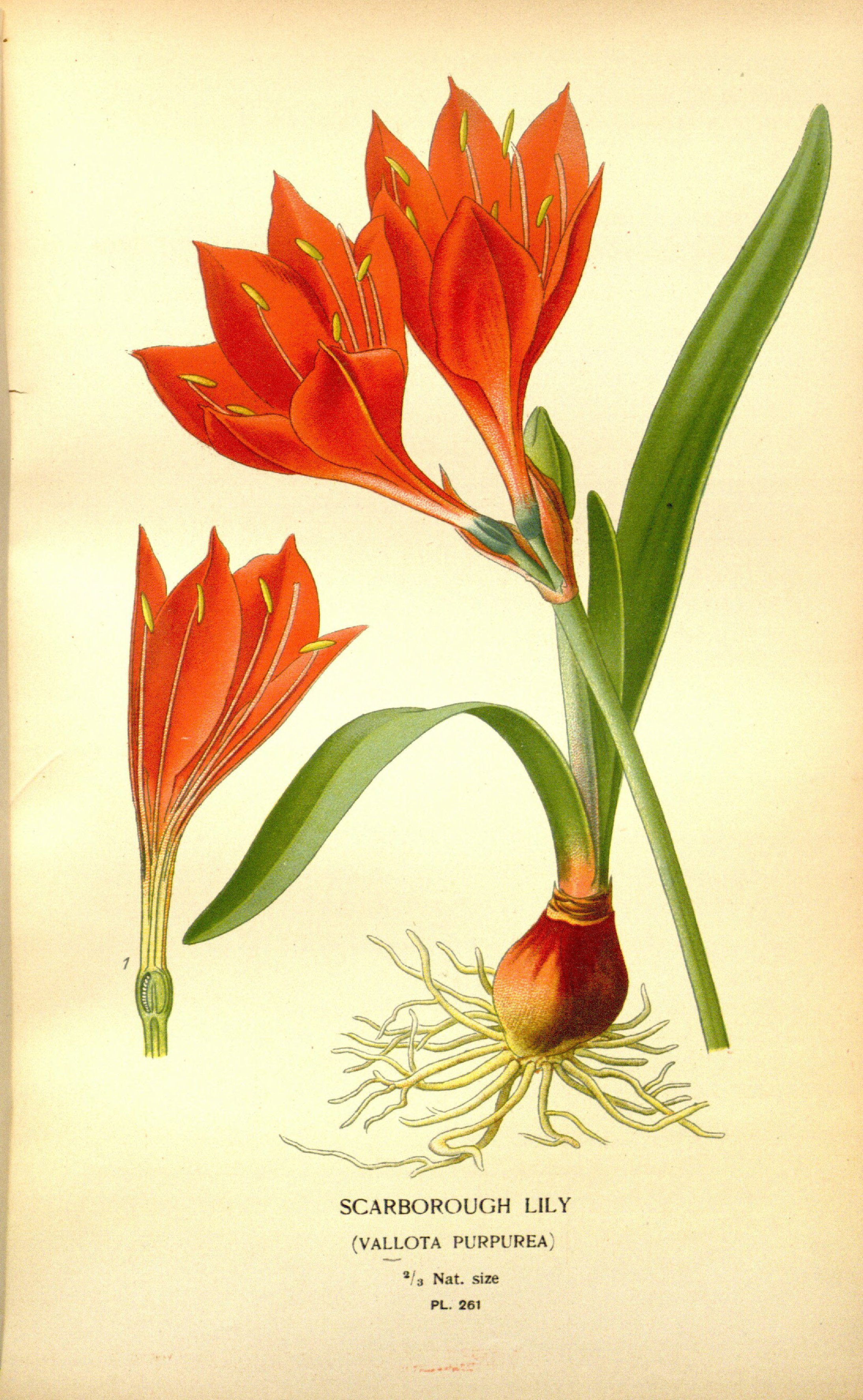 no full size  illustration available (3a)