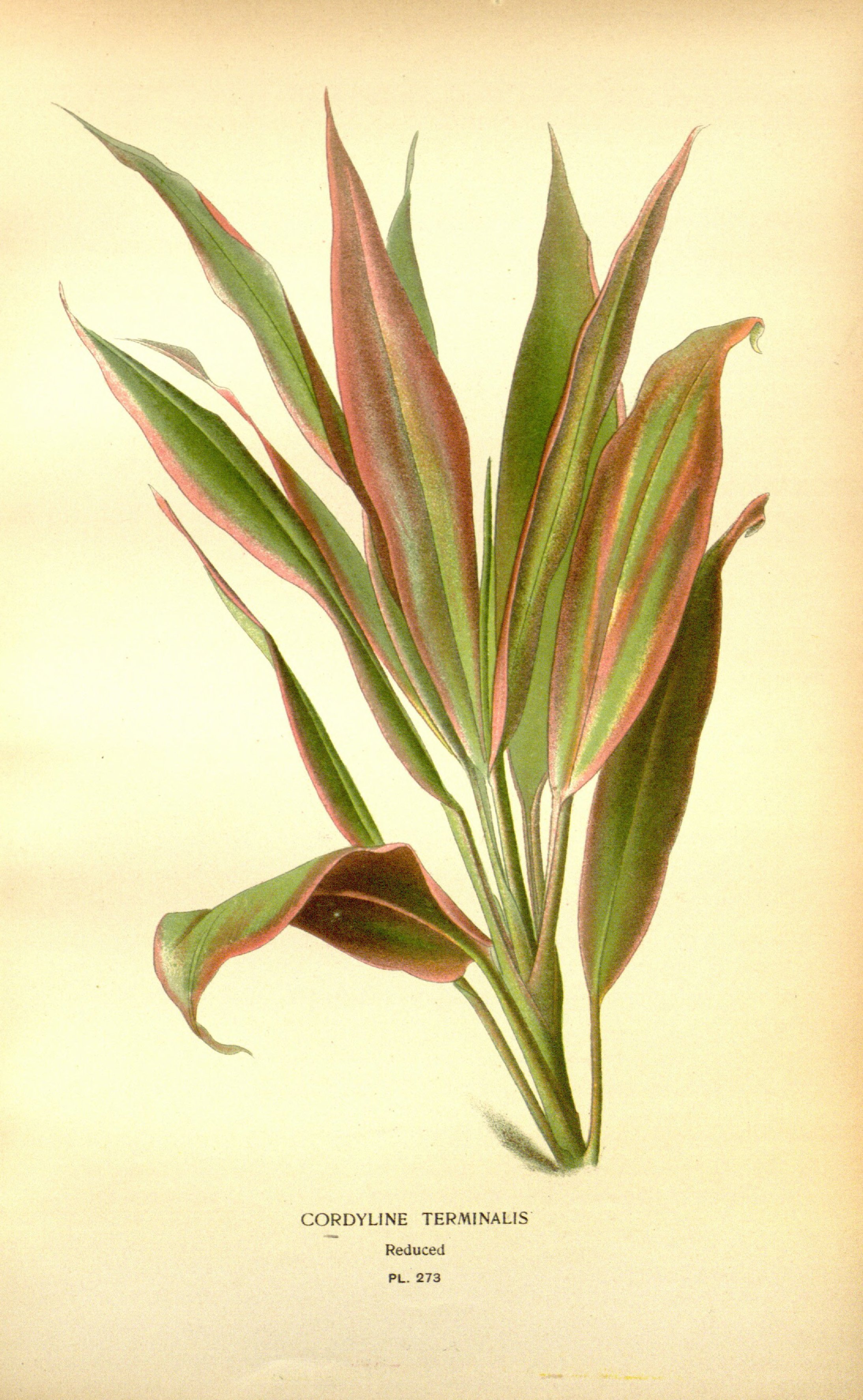 no full size  illustration available (3a)