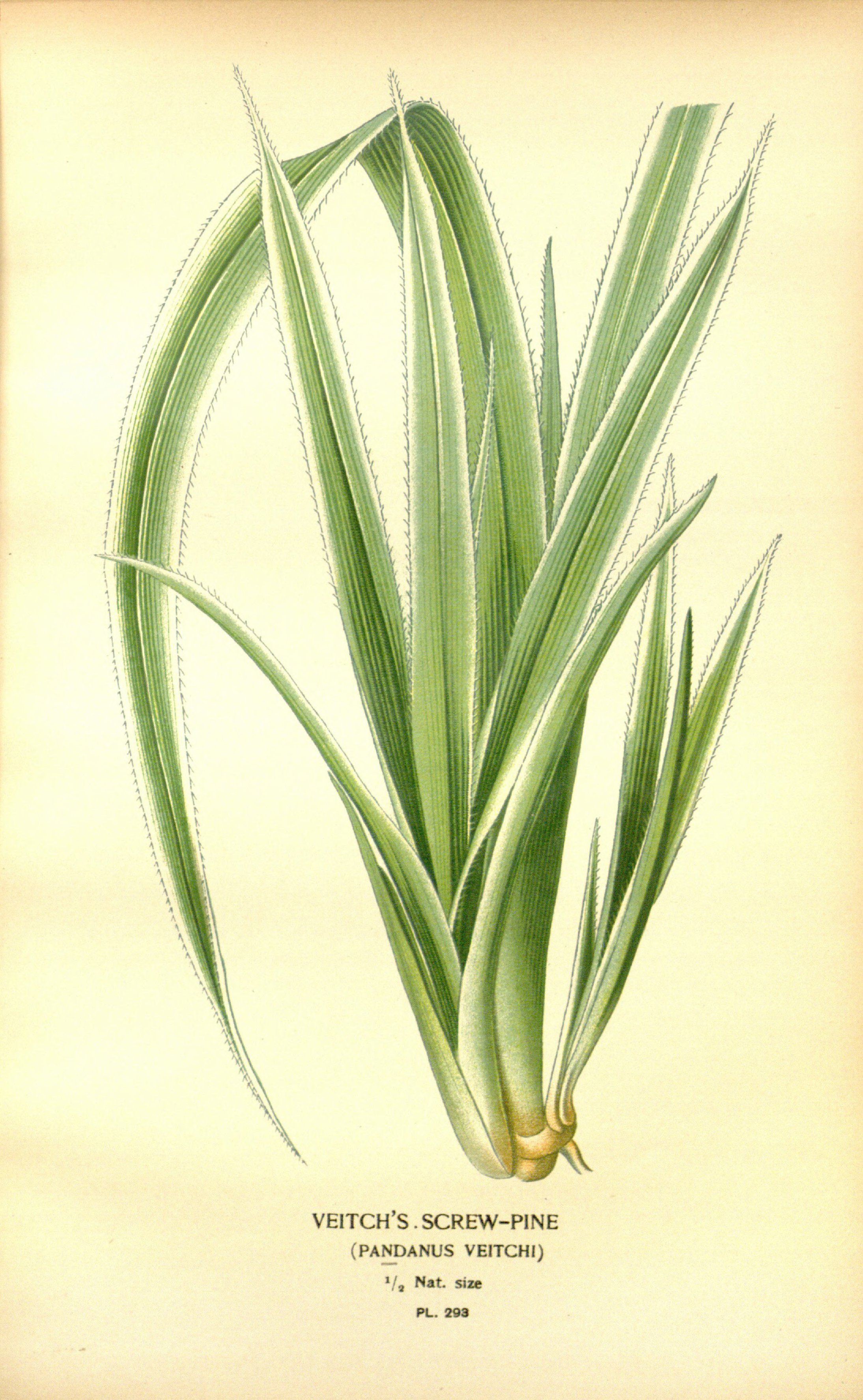 no full size  illustration available (3a)