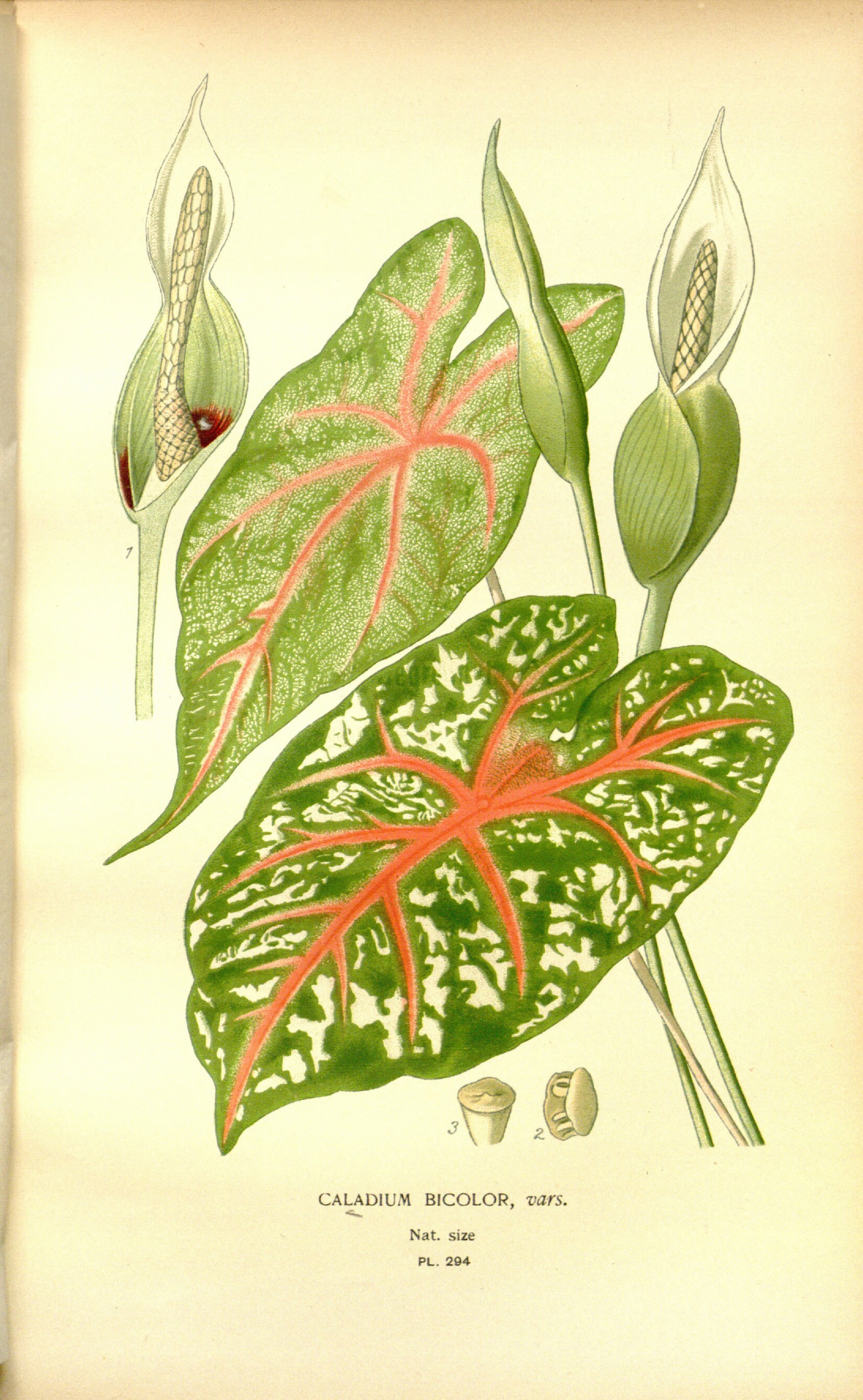 no full size  illustration available (3a)