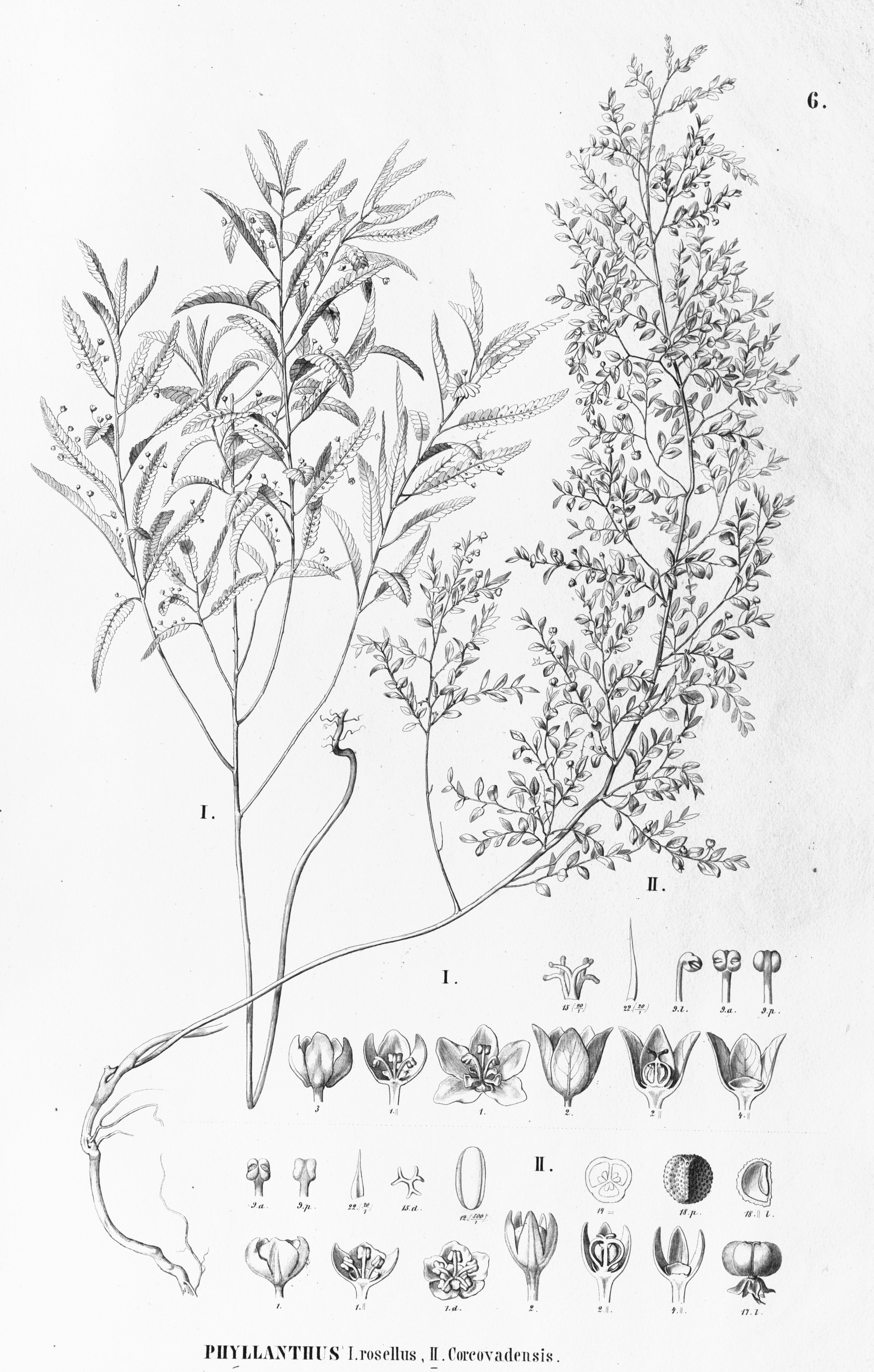 no full size  illustration available (3a)