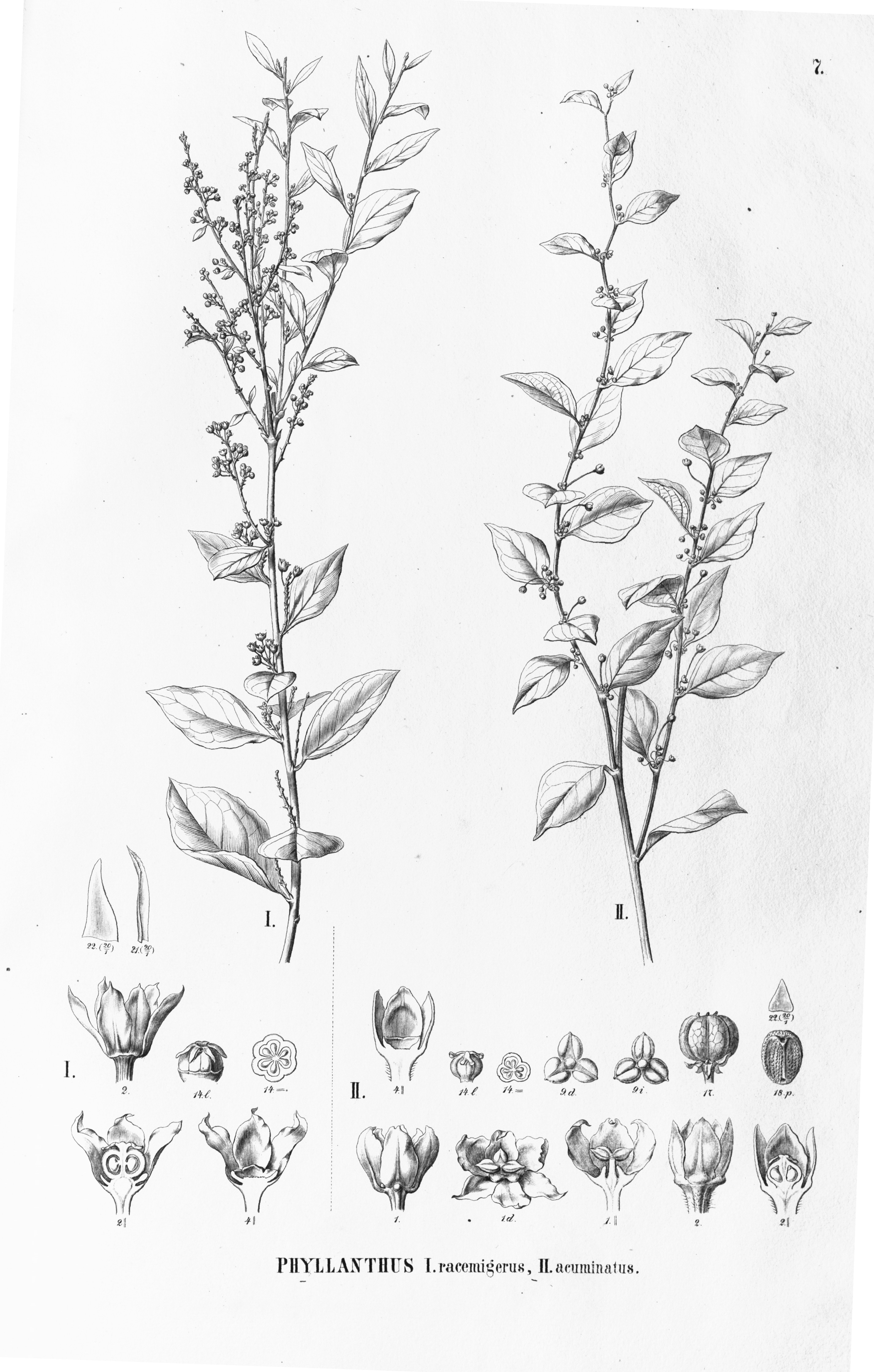 no full size  illustration available (3a)