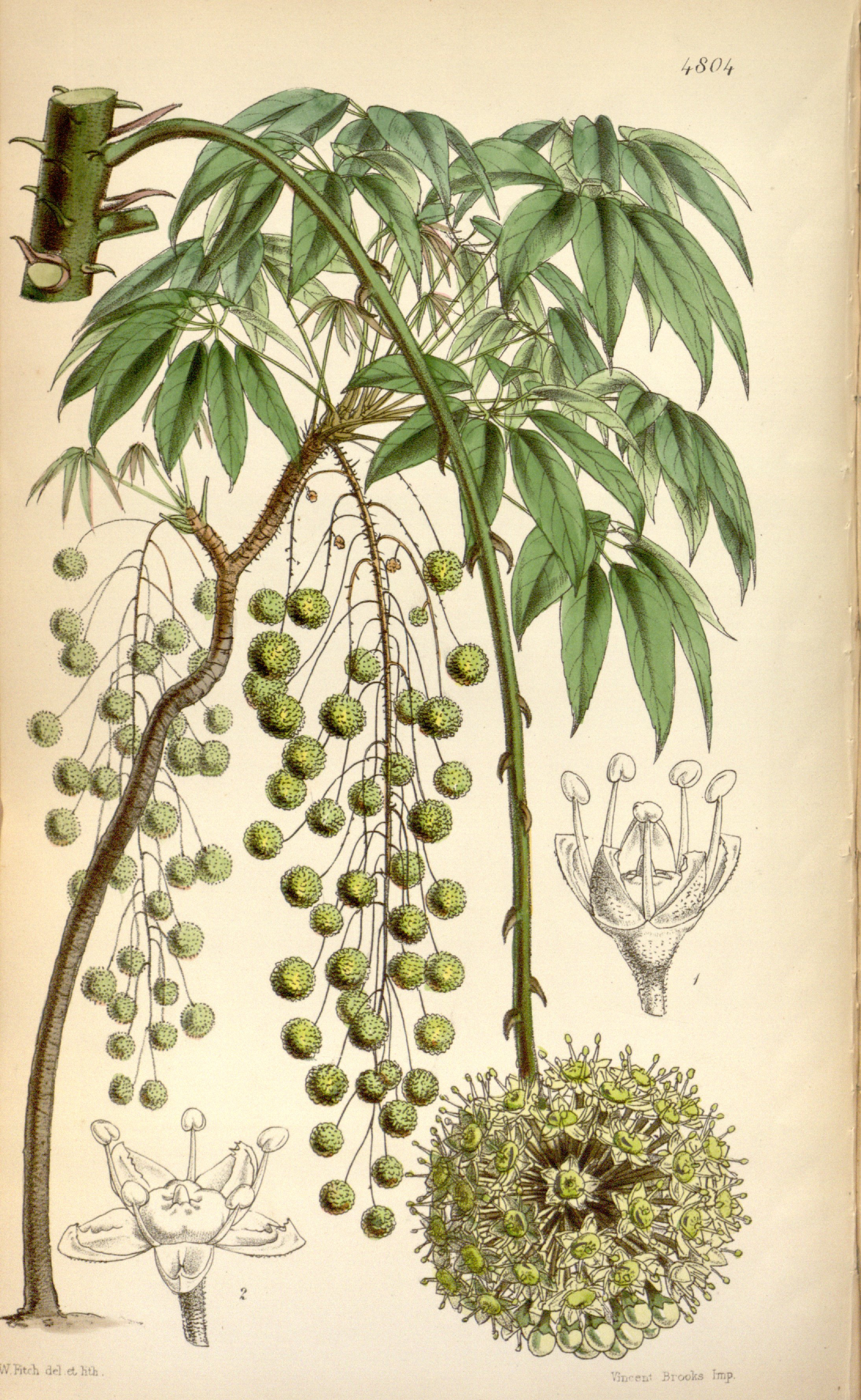 no full size  illustration available (3a)