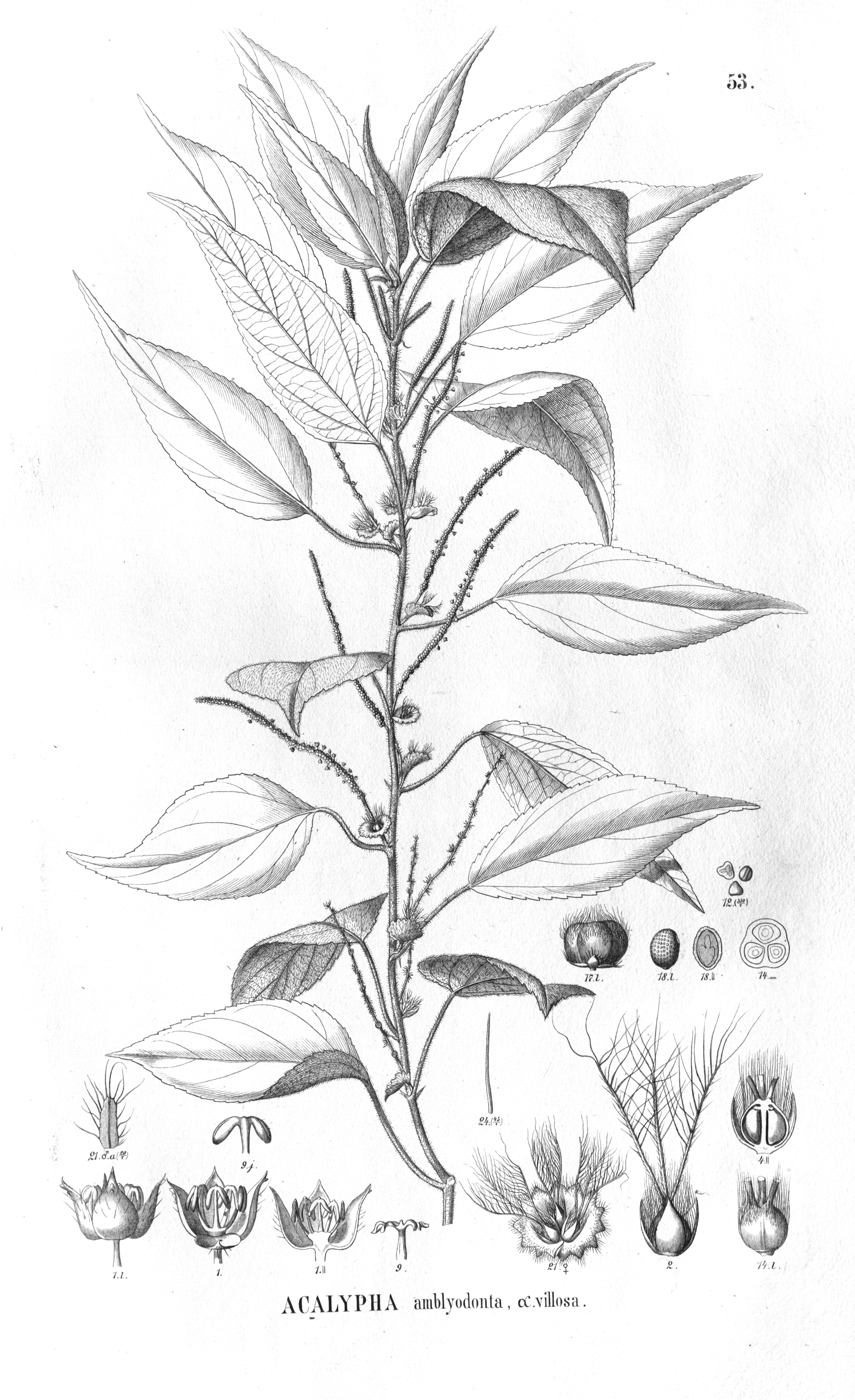 no full size  illustration available (3a)