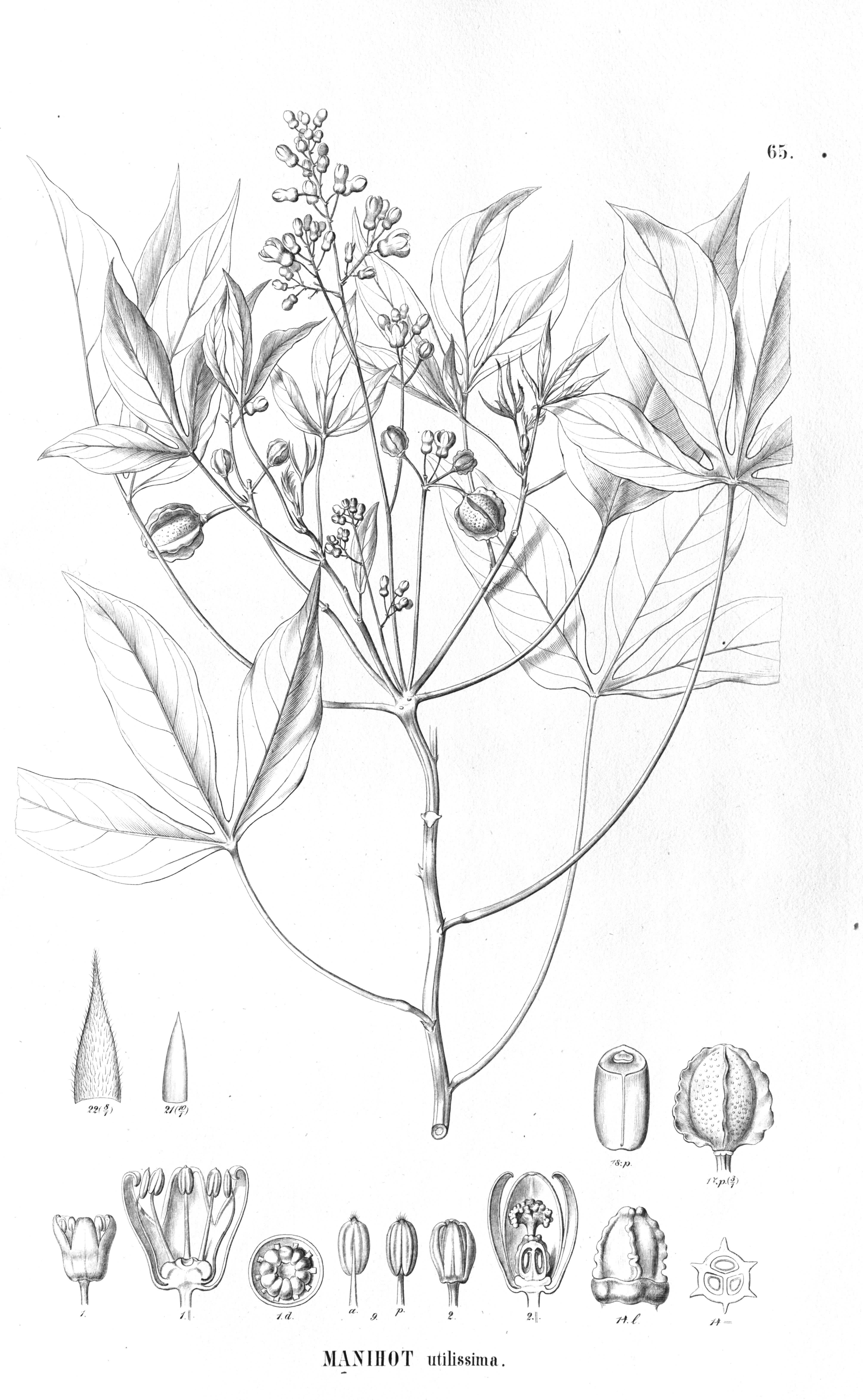 no full size  illustration available (3a)