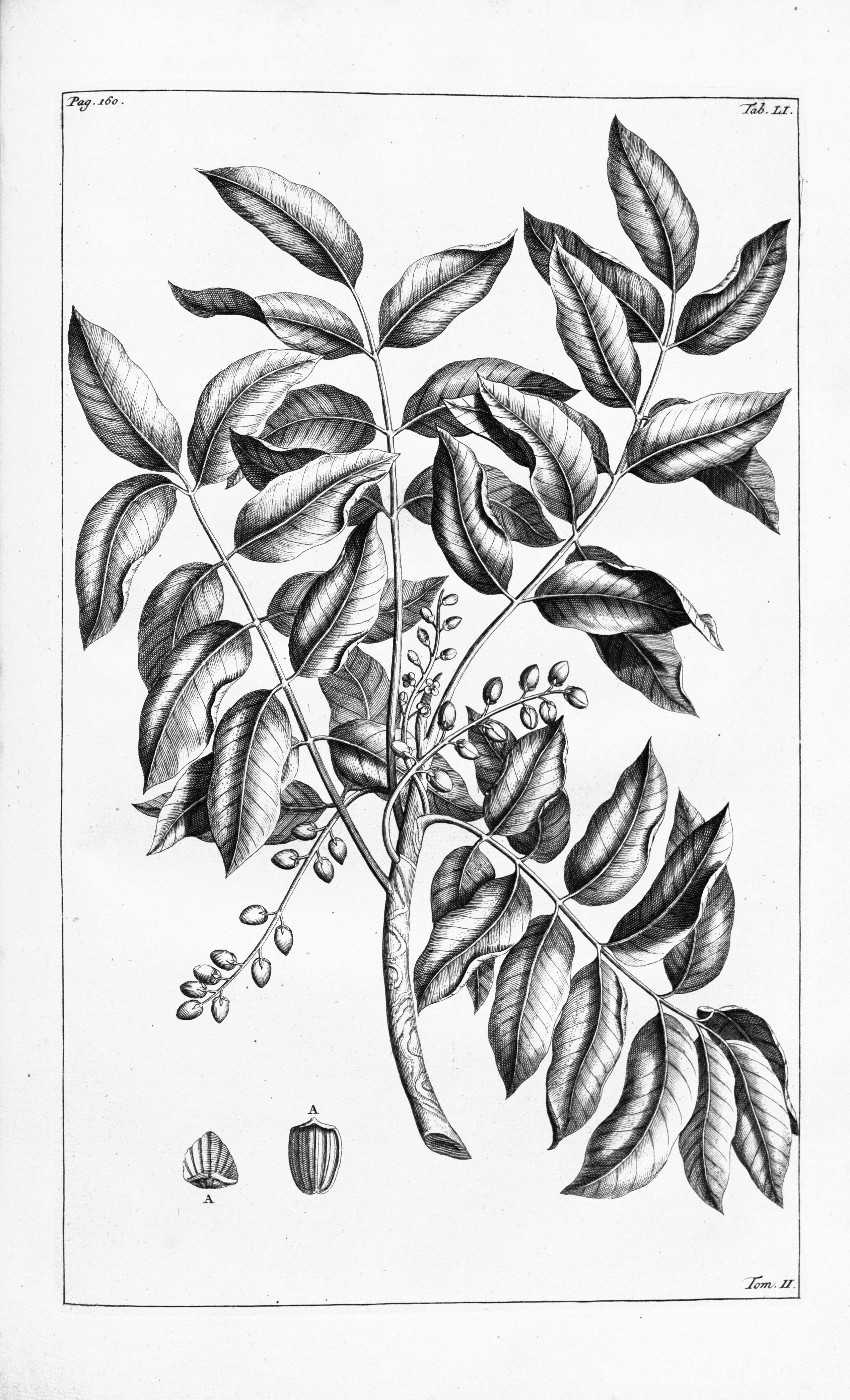 no full size  illustration available (3a)