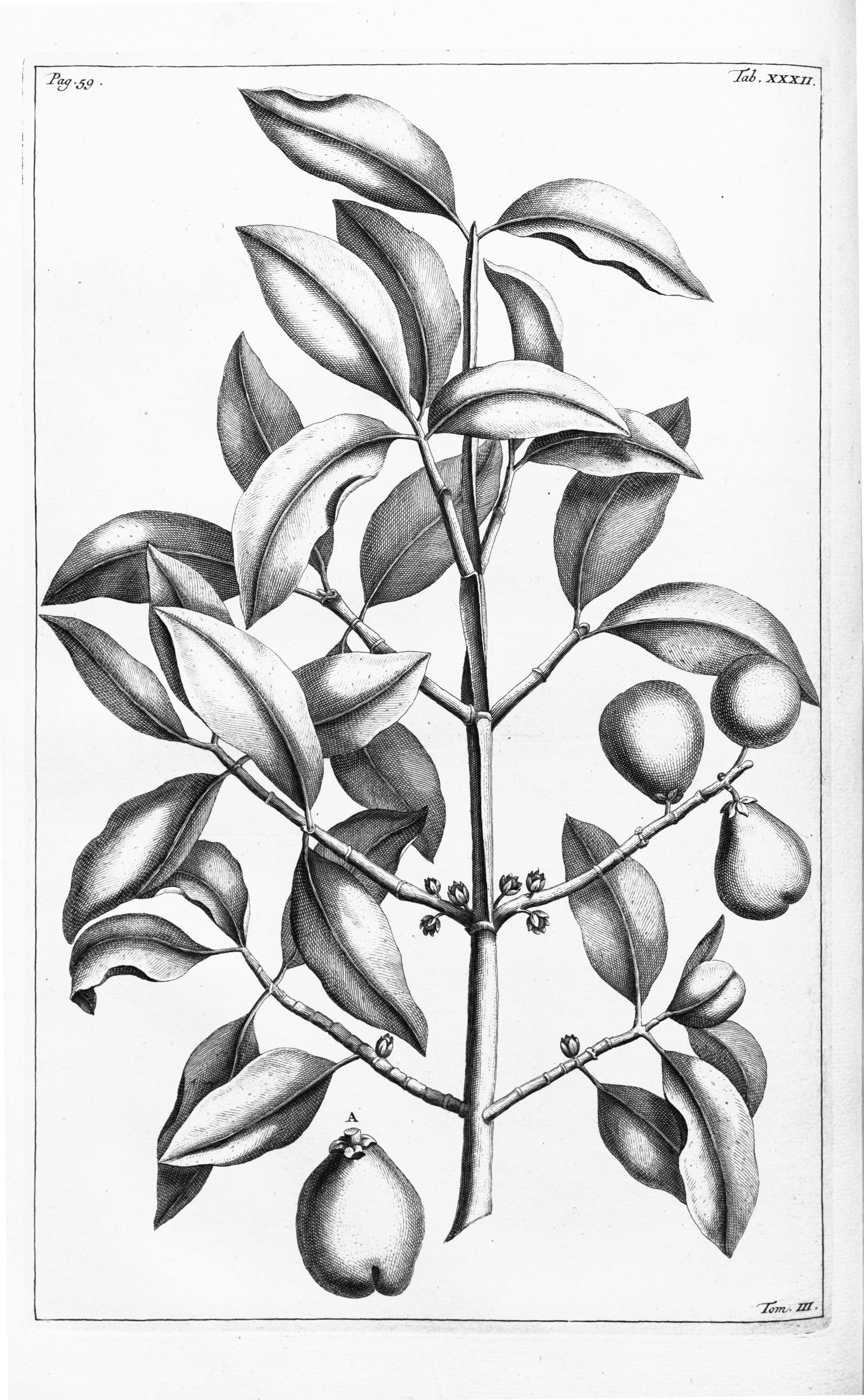 no full size  illustration available (3a)