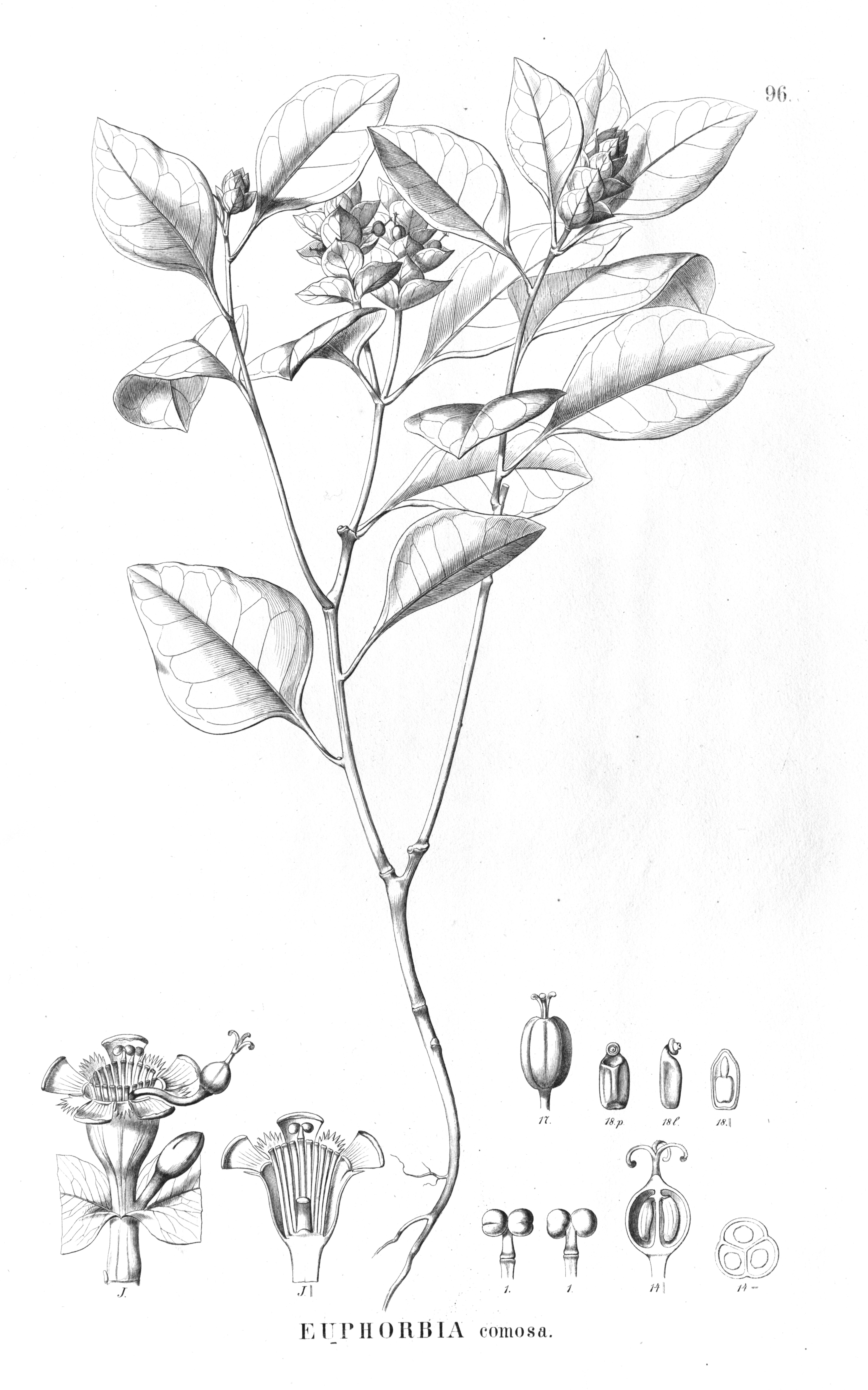 no full size  illustration available (3a)