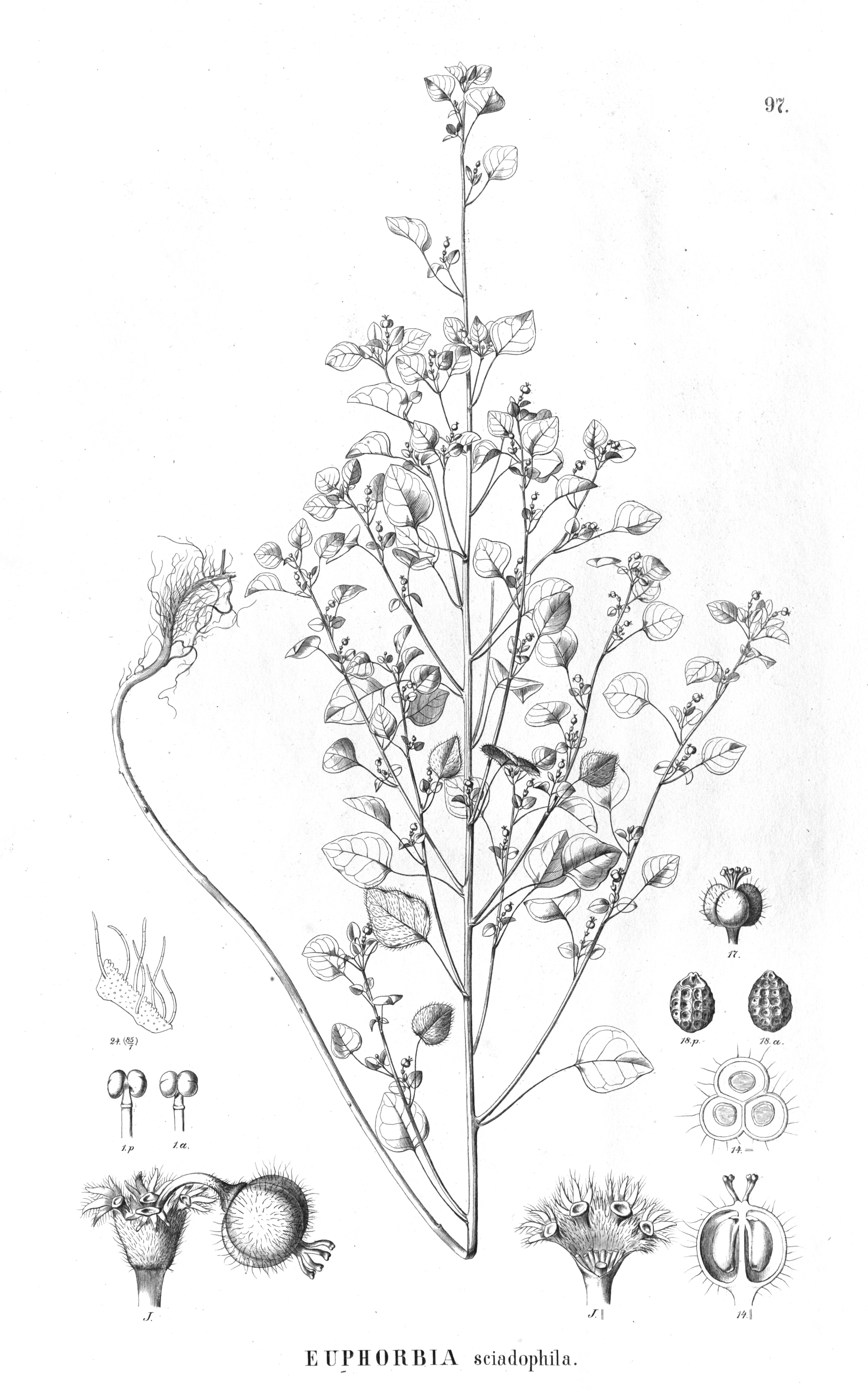 no full size  illustration available (3a)