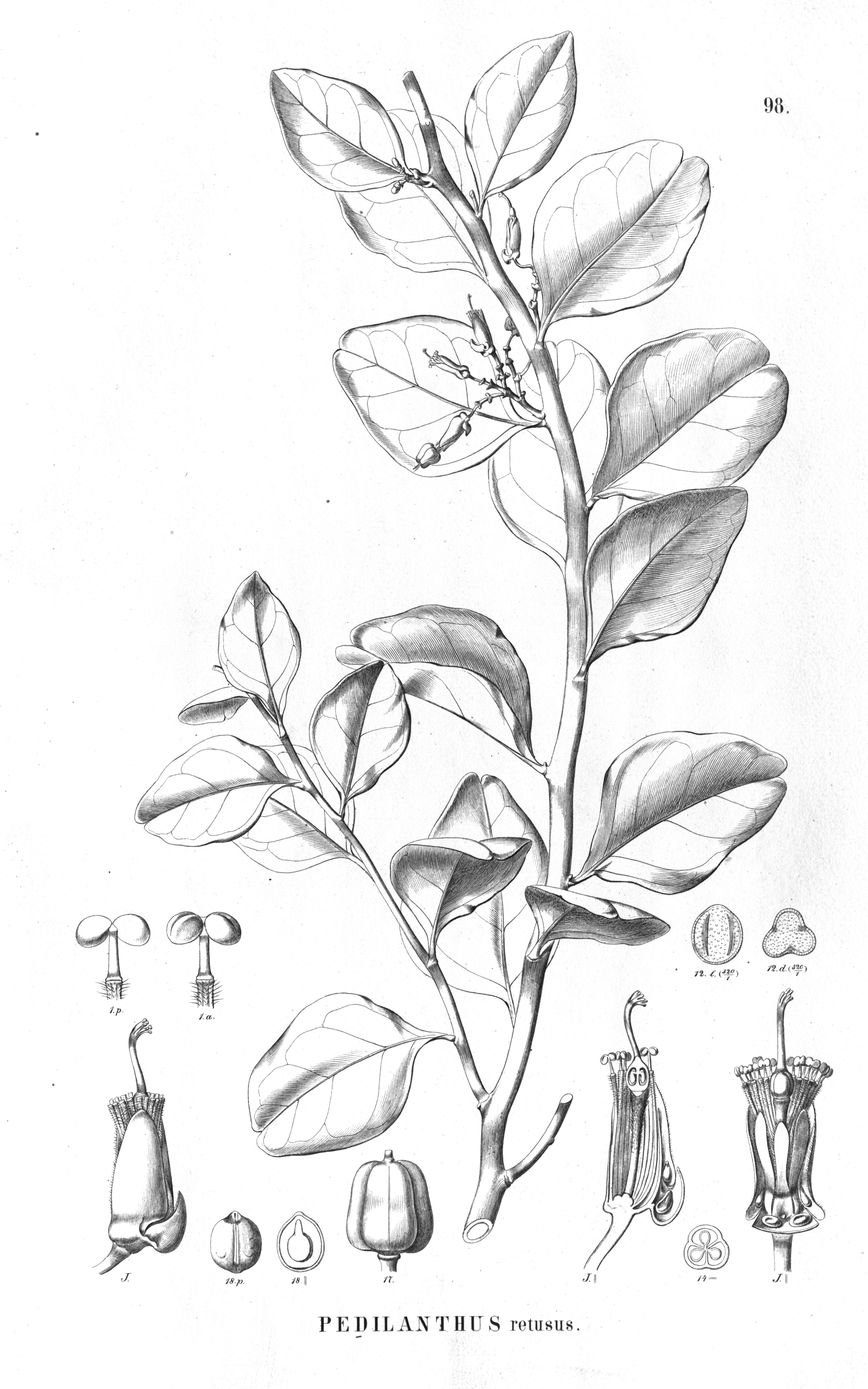 no full size  illustration available (3a)