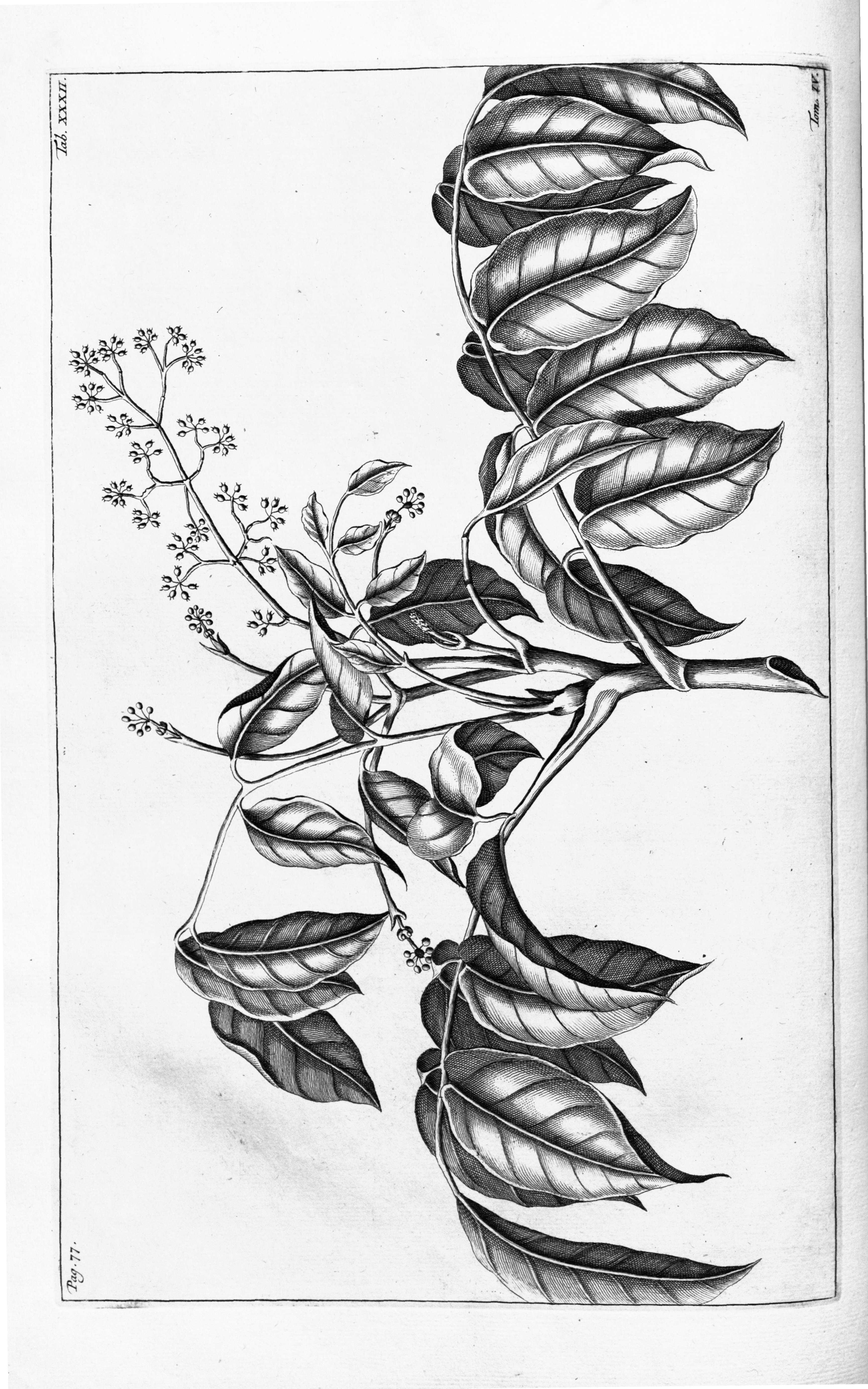 no full size  illustration available (3a)