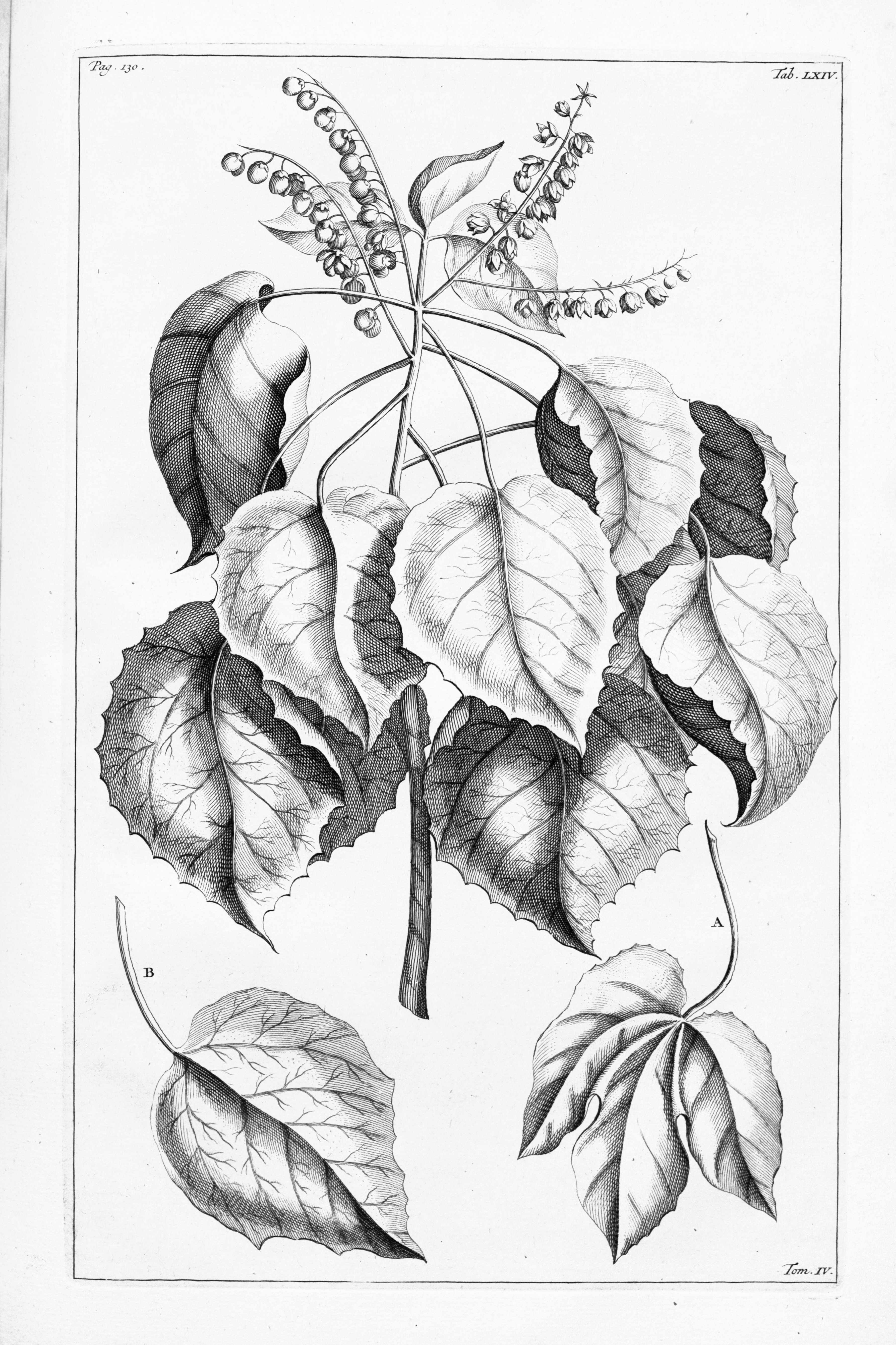 no full size  illustration available (3a)