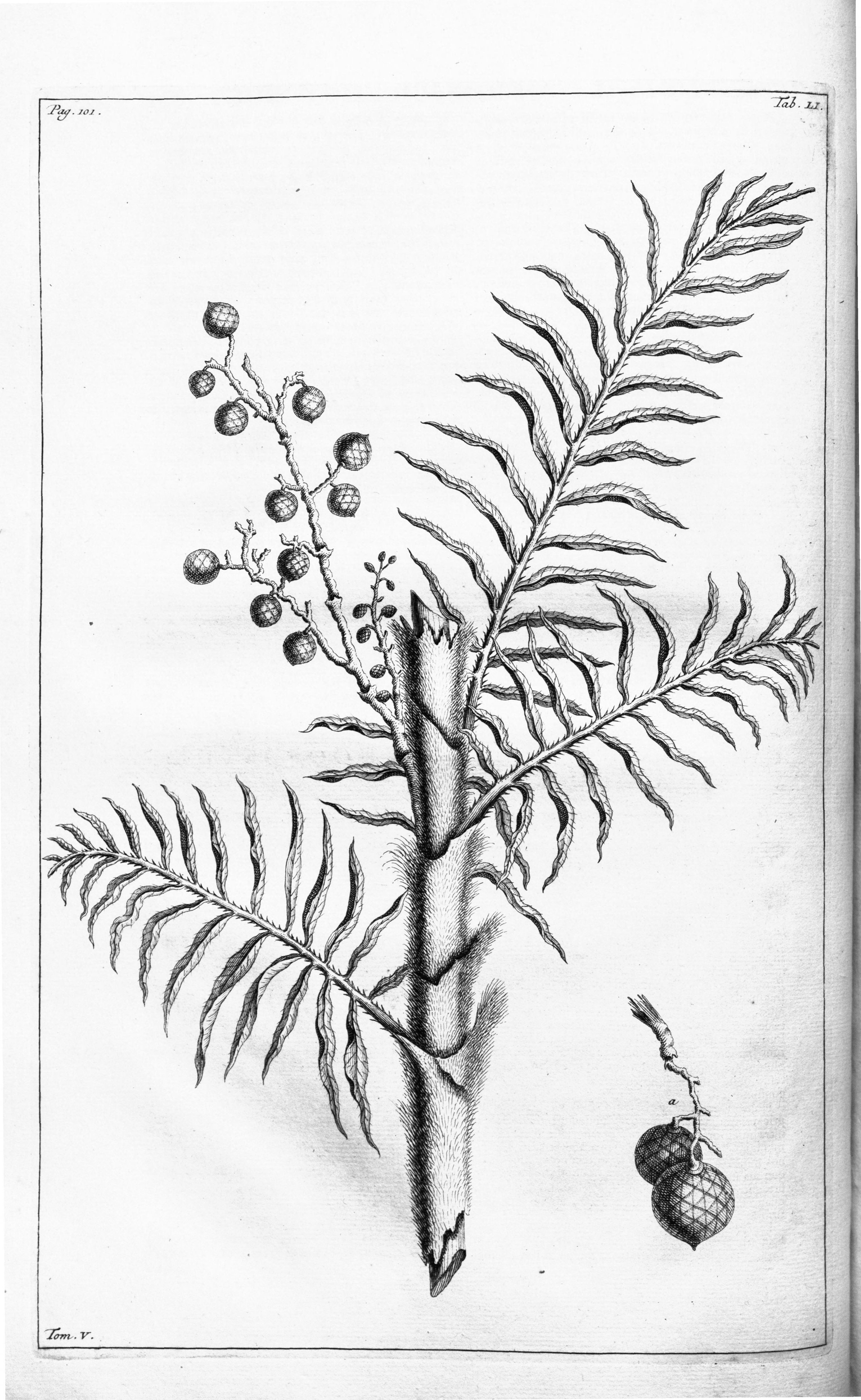 no full size  illustration available (3a)