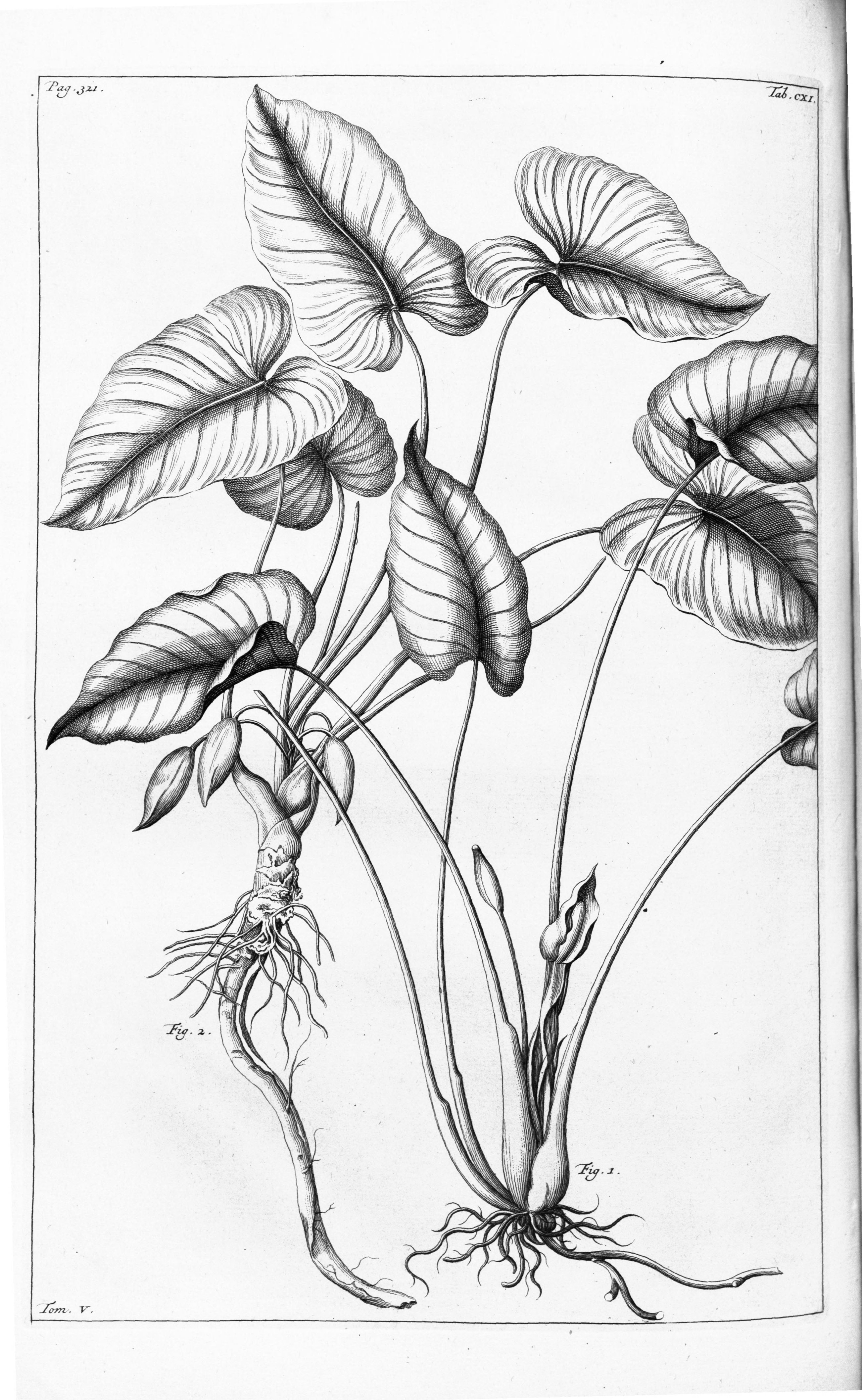 no full size  illustration available (3a)