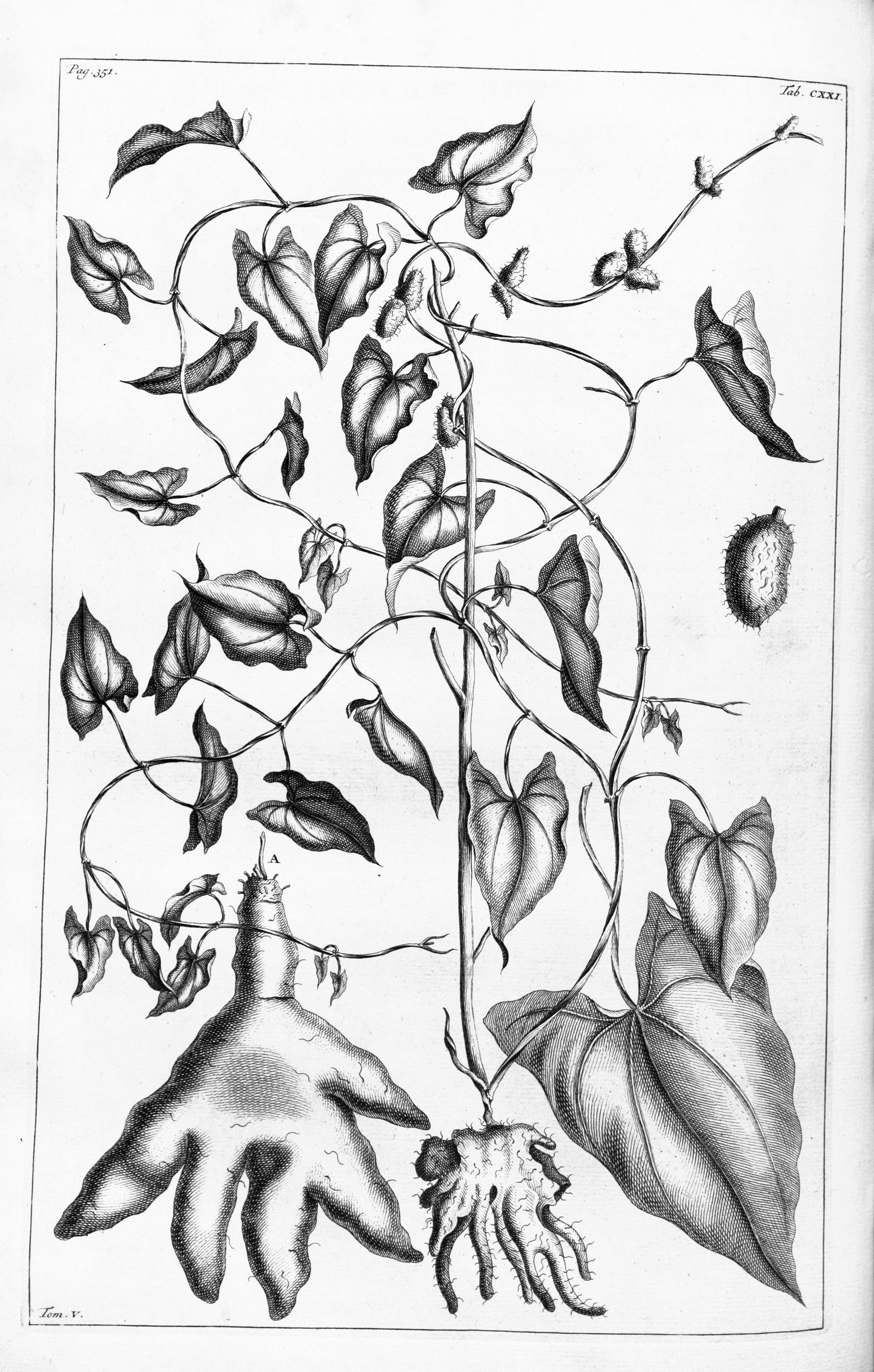 no full size  illustration available (3a)