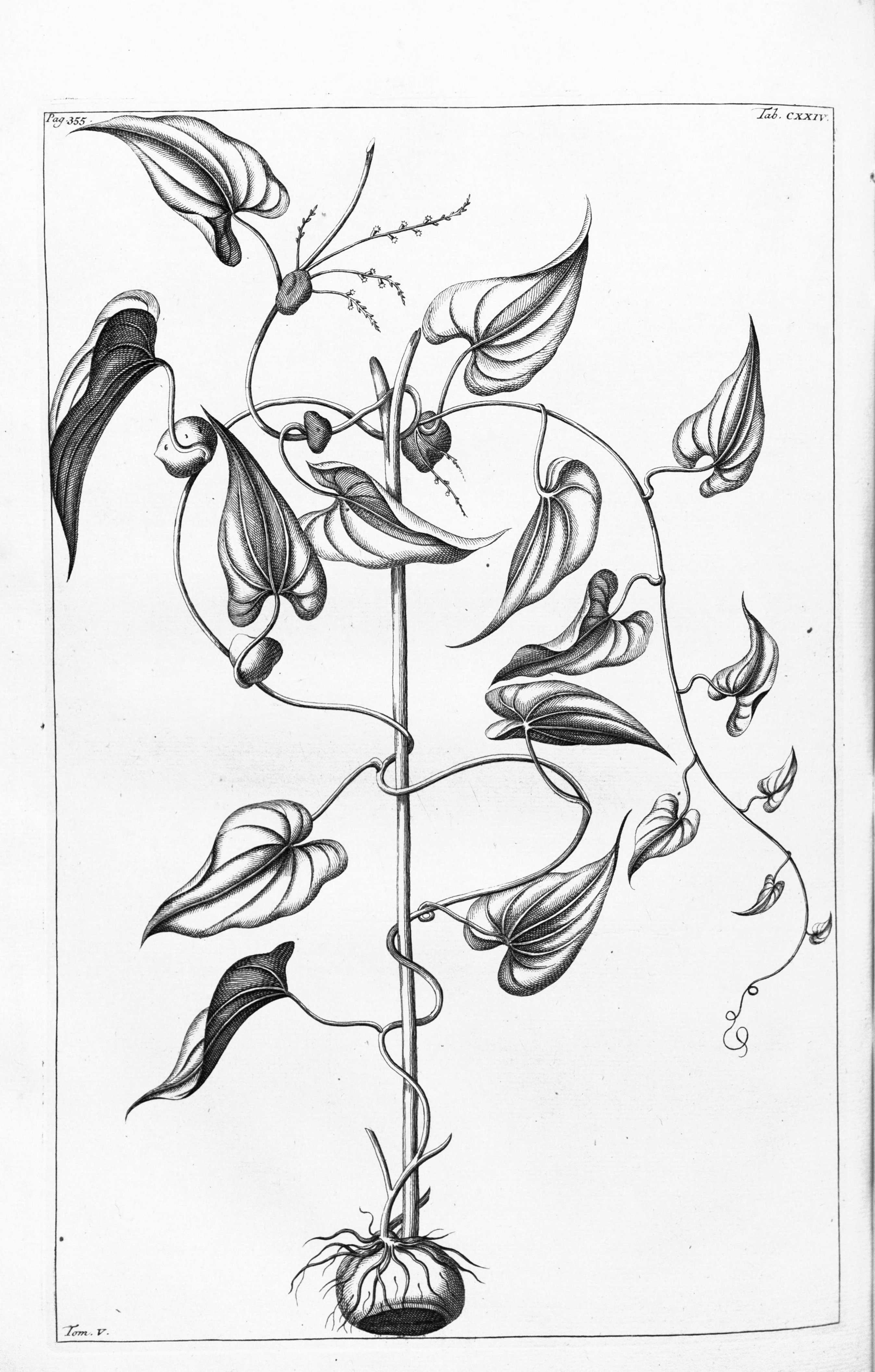 no full size  illustration available (3a)