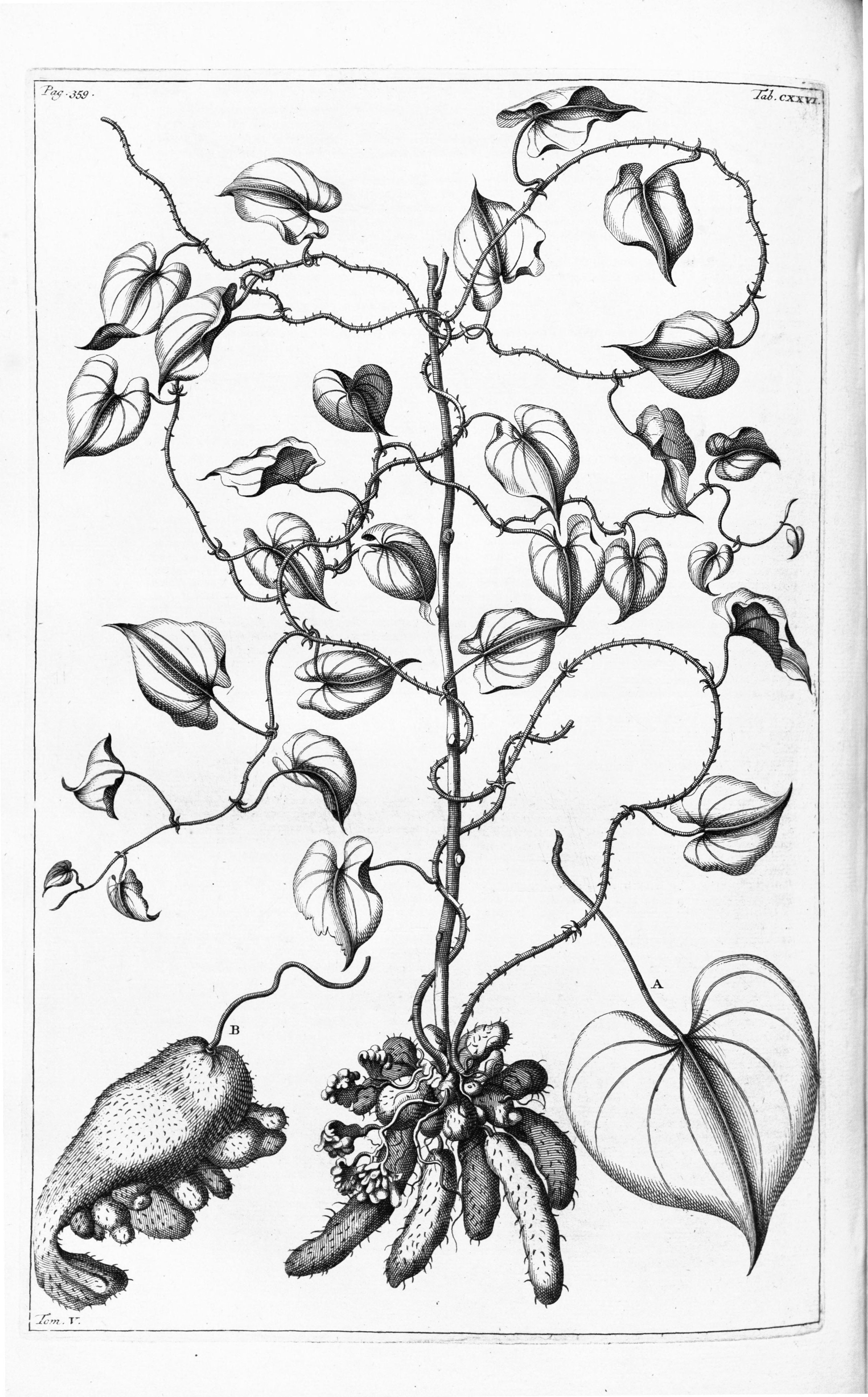 no full size  illustration available (3a)