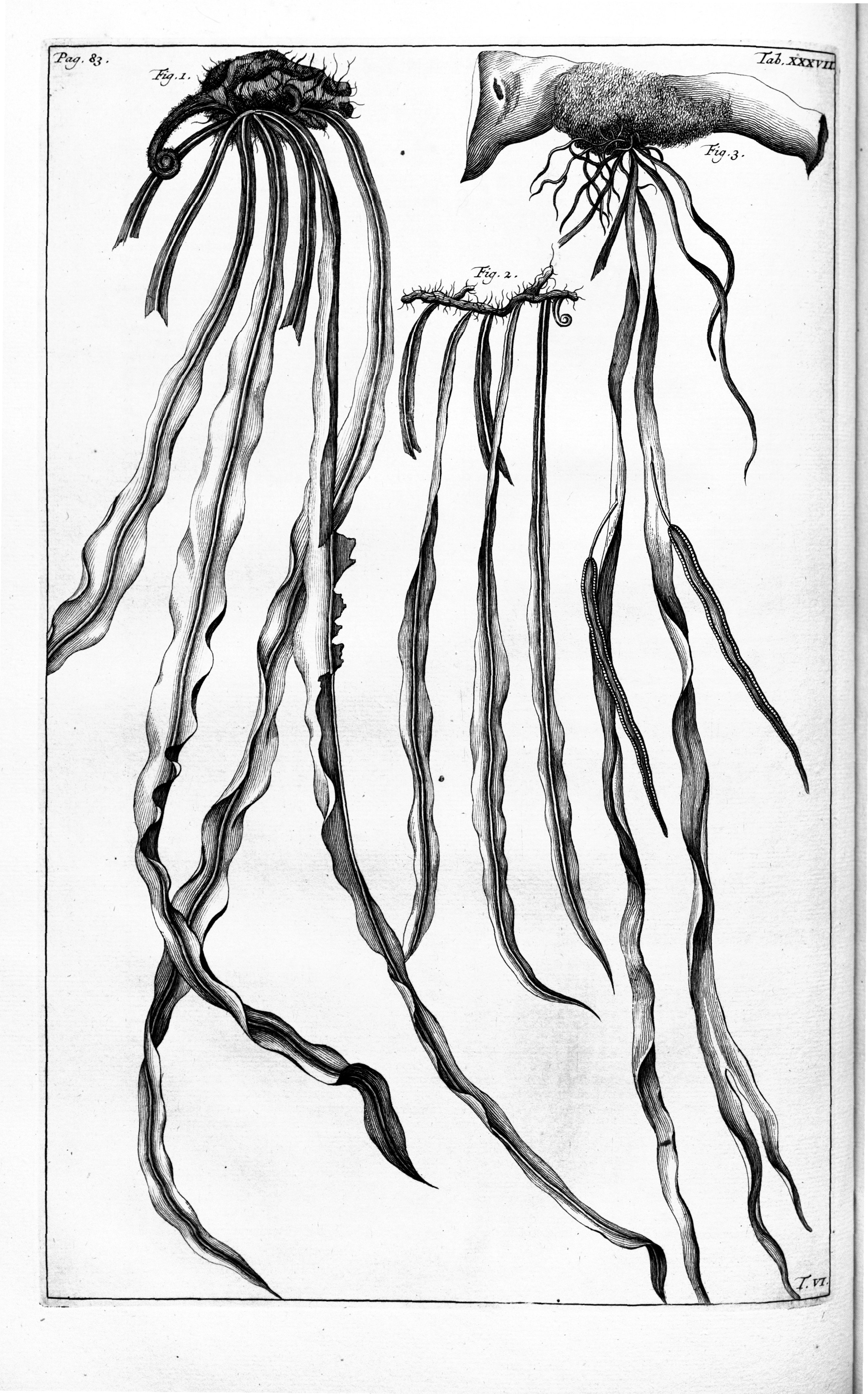 no full size  illustration available (3a)