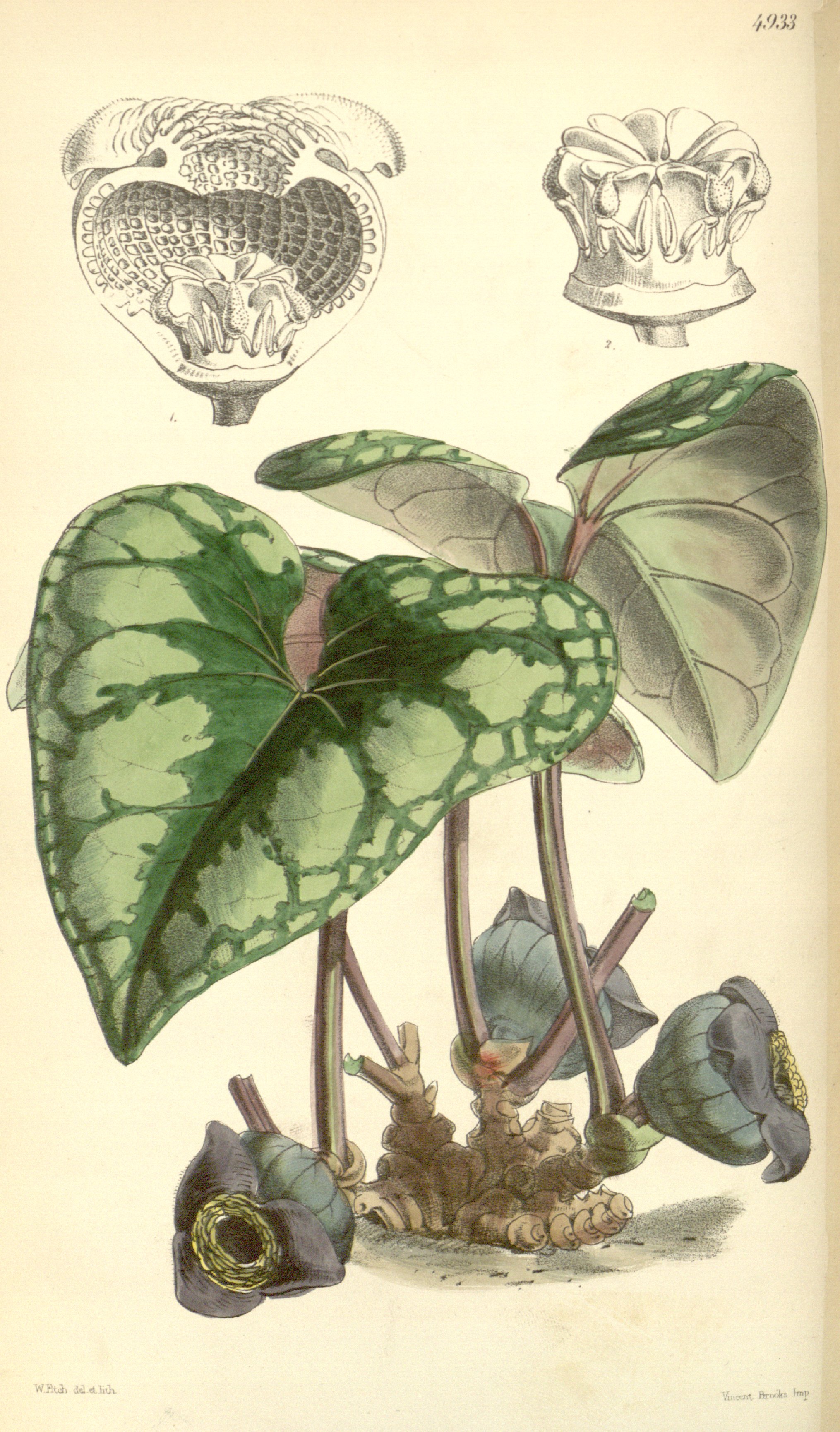 no full size  illustration available (3a)