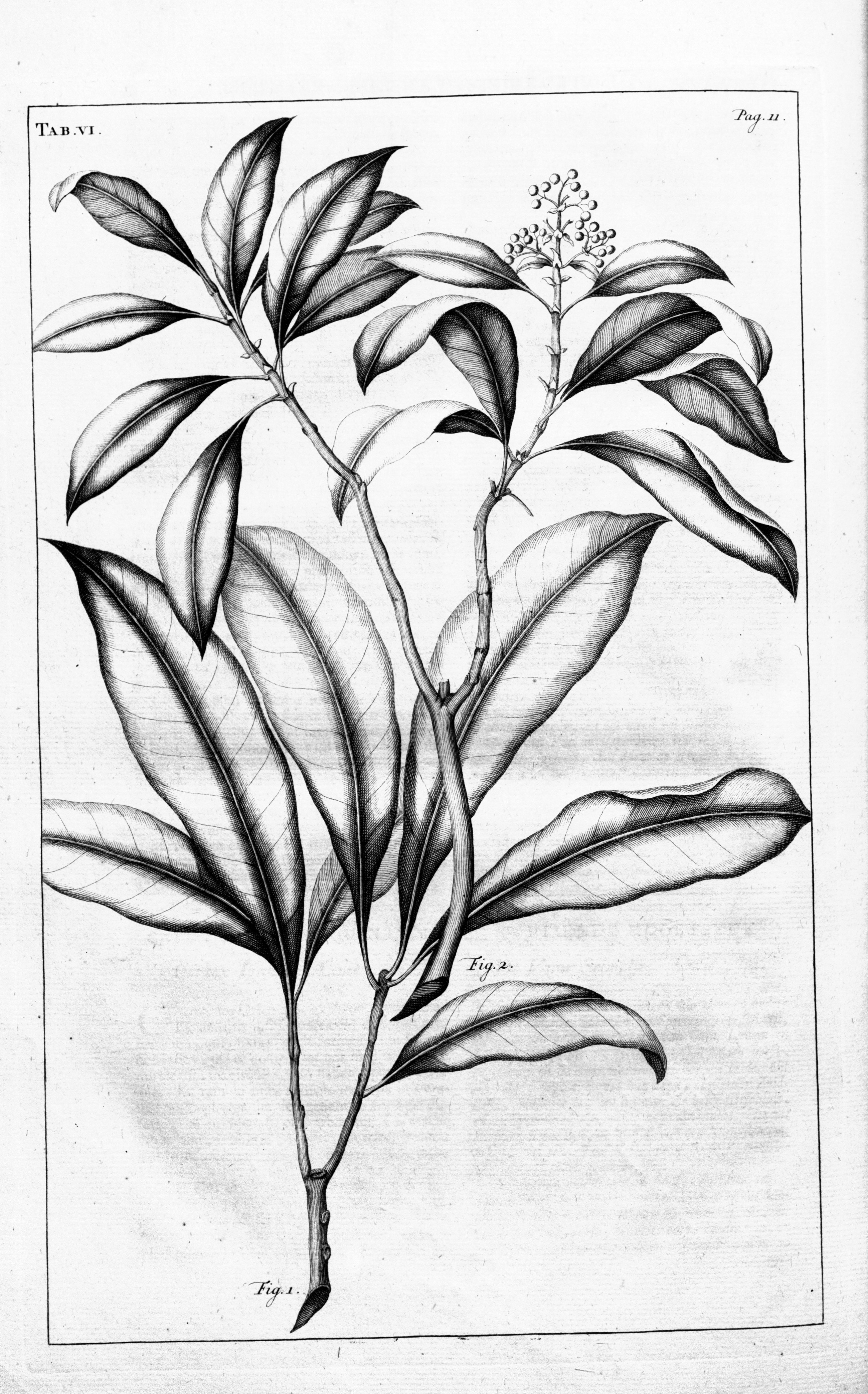 no full size  illustration available (3a)