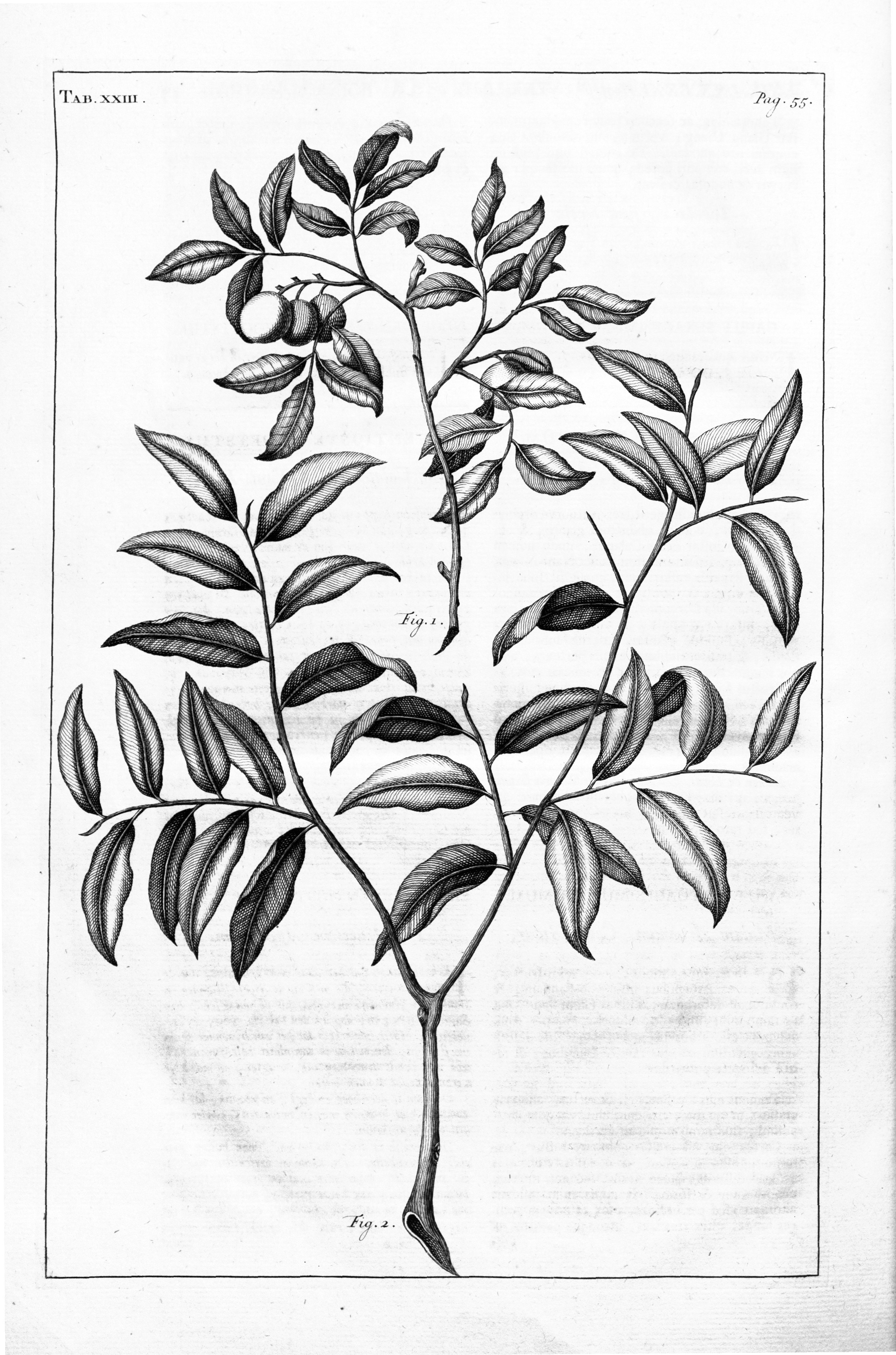 no full size  illustration available (3a)